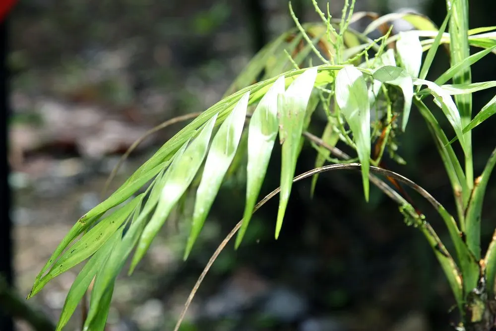Parlor Palm (Chamaedorea Elegans) — Reaching an average height of 2-6 feet