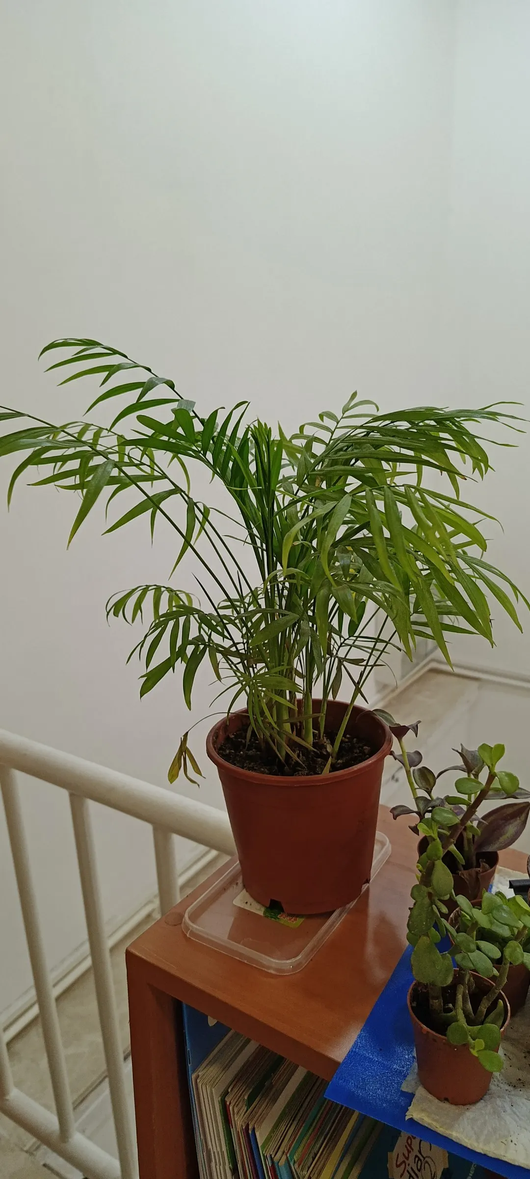 Parlor Palm (Chamaedorea Elegans) — tropical palm indigenous to the rainforests of Mexico and Guatemala; this palm typically reaches a height of 2, image 57
