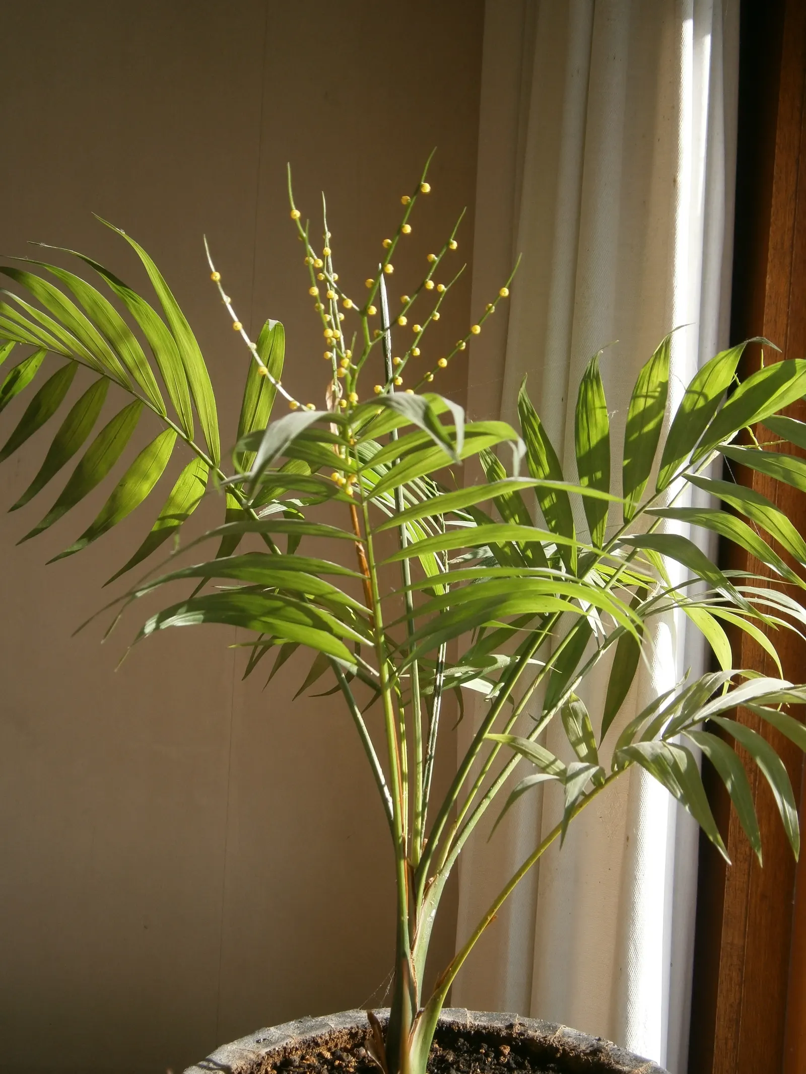 Parlor Palm (Chamaedorea Elegans) — The Parlor Palm (Chamaedorea elegans) is a petite; it thrives in low-light indoor environments