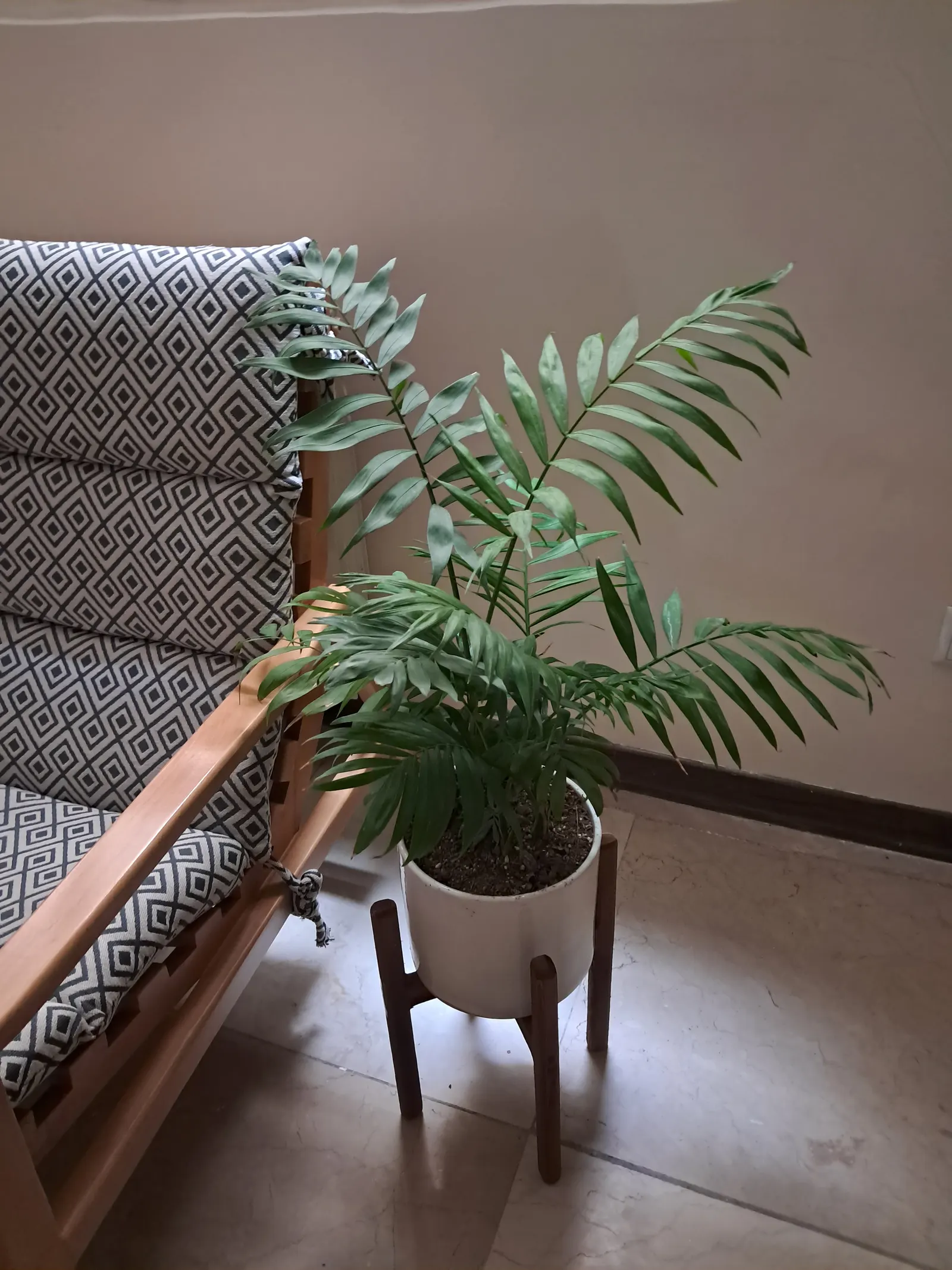Parlor Palm (Chamaedorea Elegans) — The Parlor Palm (Chamaedorea elegans) is a petite