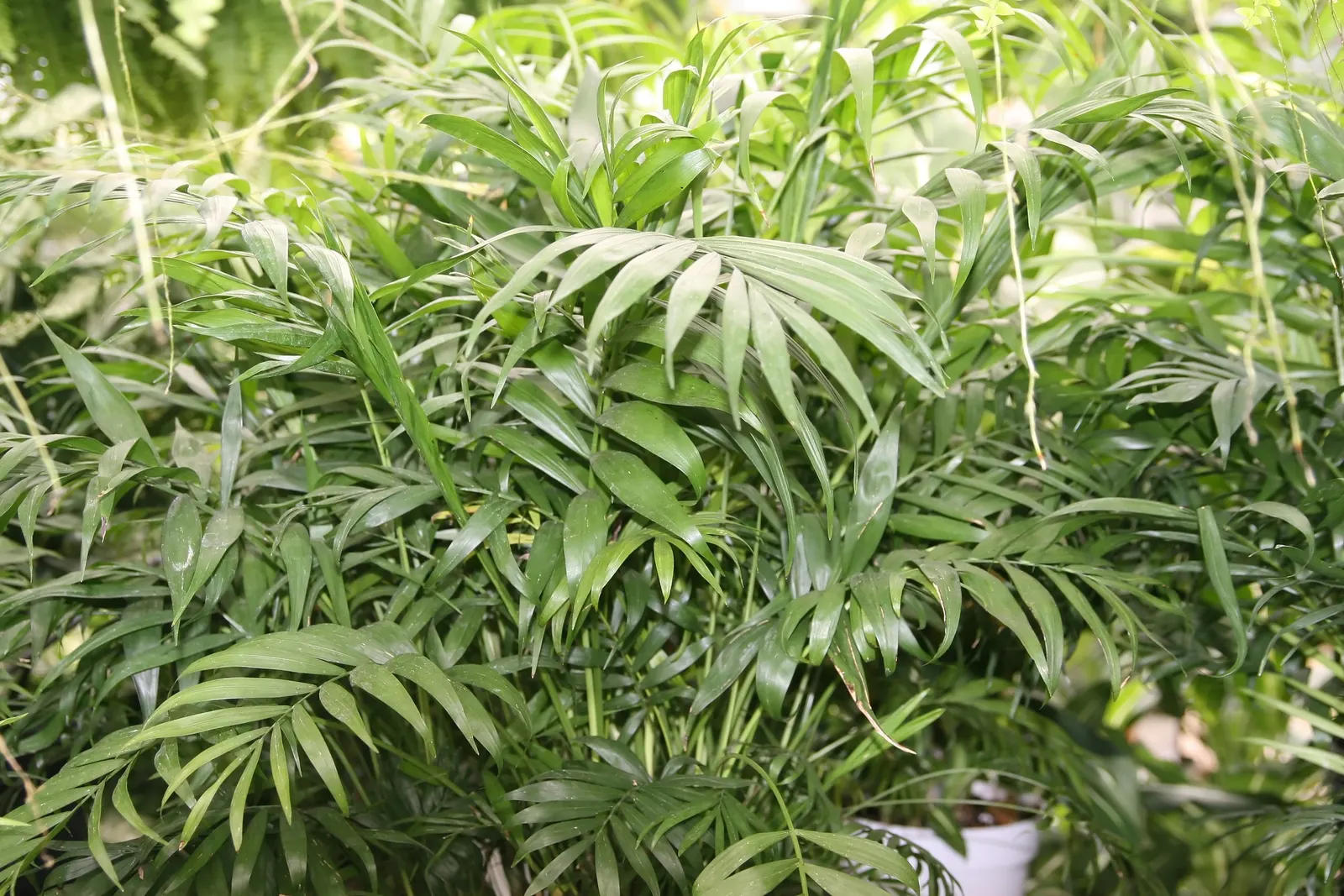 Parlor Palm (Chamaedorea Elegans) — white flowers in the garden; ideal for understory planting, it adds a tropical touch without overwhelming spaces