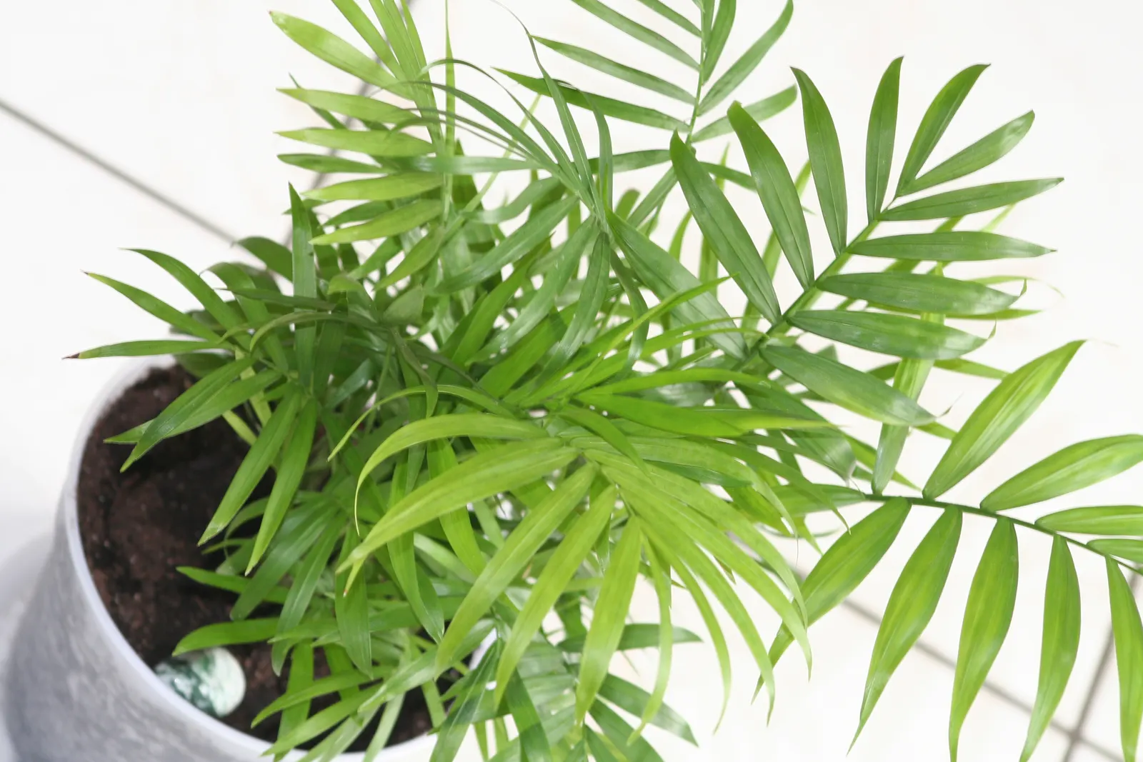 Parlor Palm (Chamaedorea Elegans) — This palm typically reaches a height of 2 to 6 feet when cultivated indoors; however