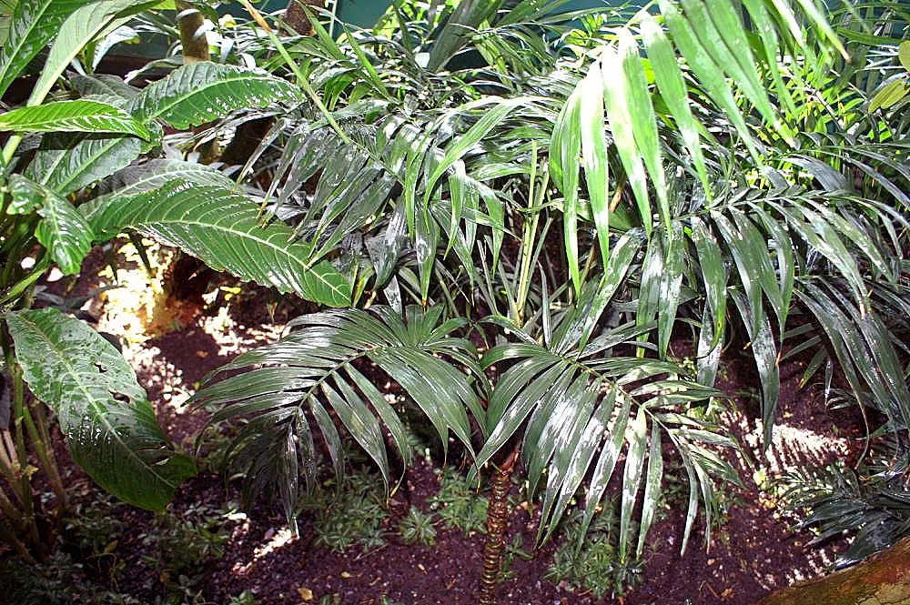 Parlor Palm (Chamaedorea Elegans) — Ideal for understory planting, it adds a tropical touch without overwhelming spaces; white flowers in the garden, image 55