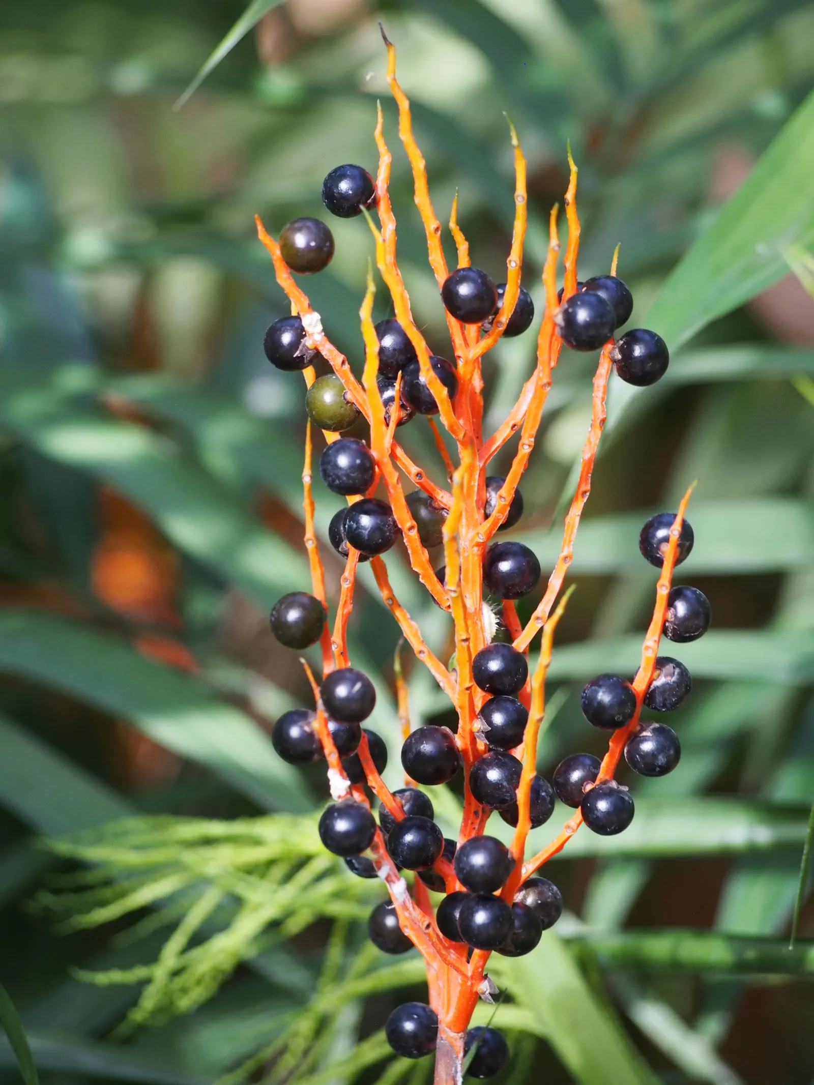 Parlor Palm (Chamaedorea Elegans) — perennial for deep shade or shade; it is also particularly noteworthy for its air-purifying qualities