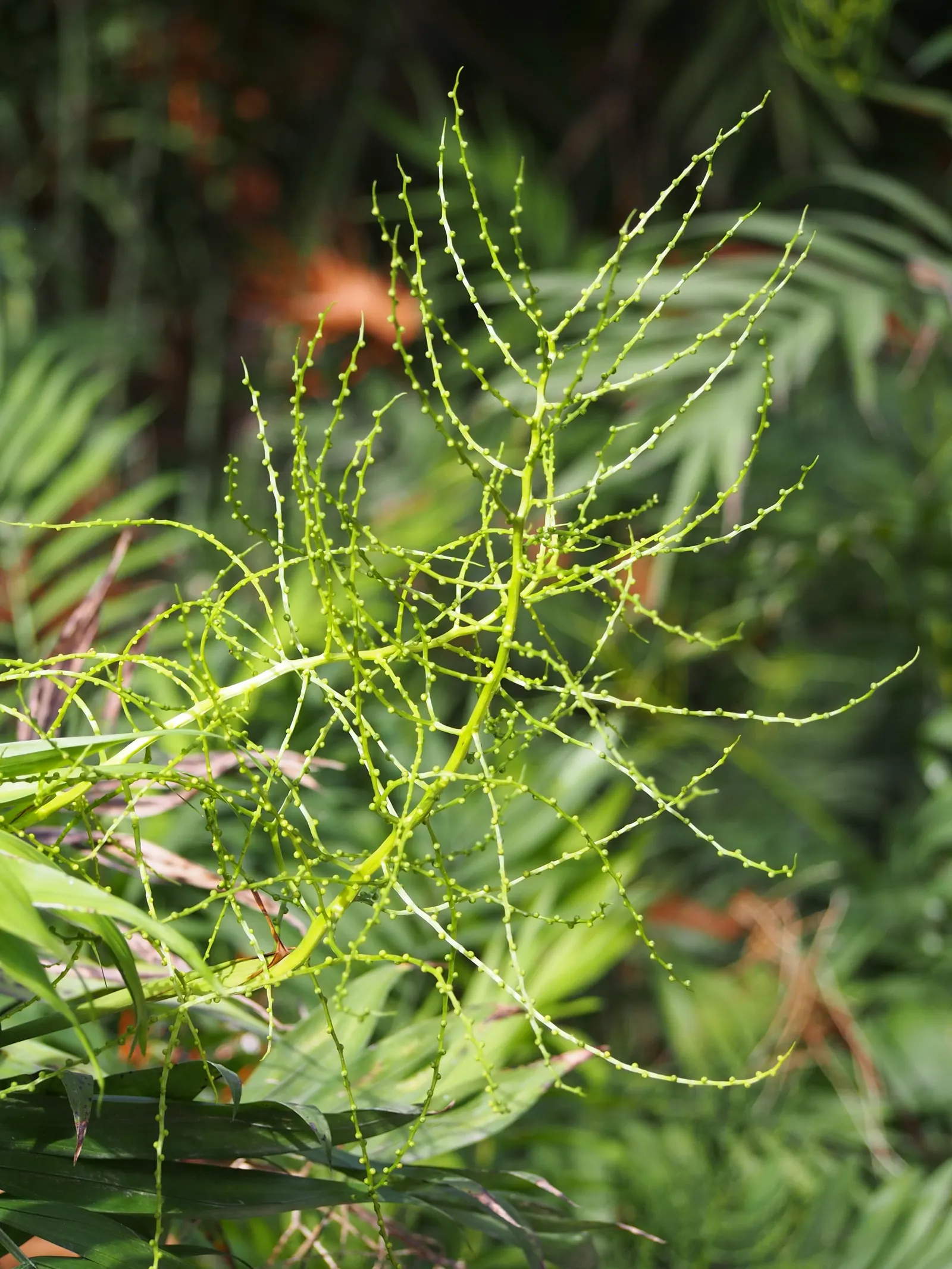 Parlor Palm (Chamaedorea Elegans) — cultivated palm originating from the rainforests of Mexico and Guatemala; favored for its adaptability and, image 50