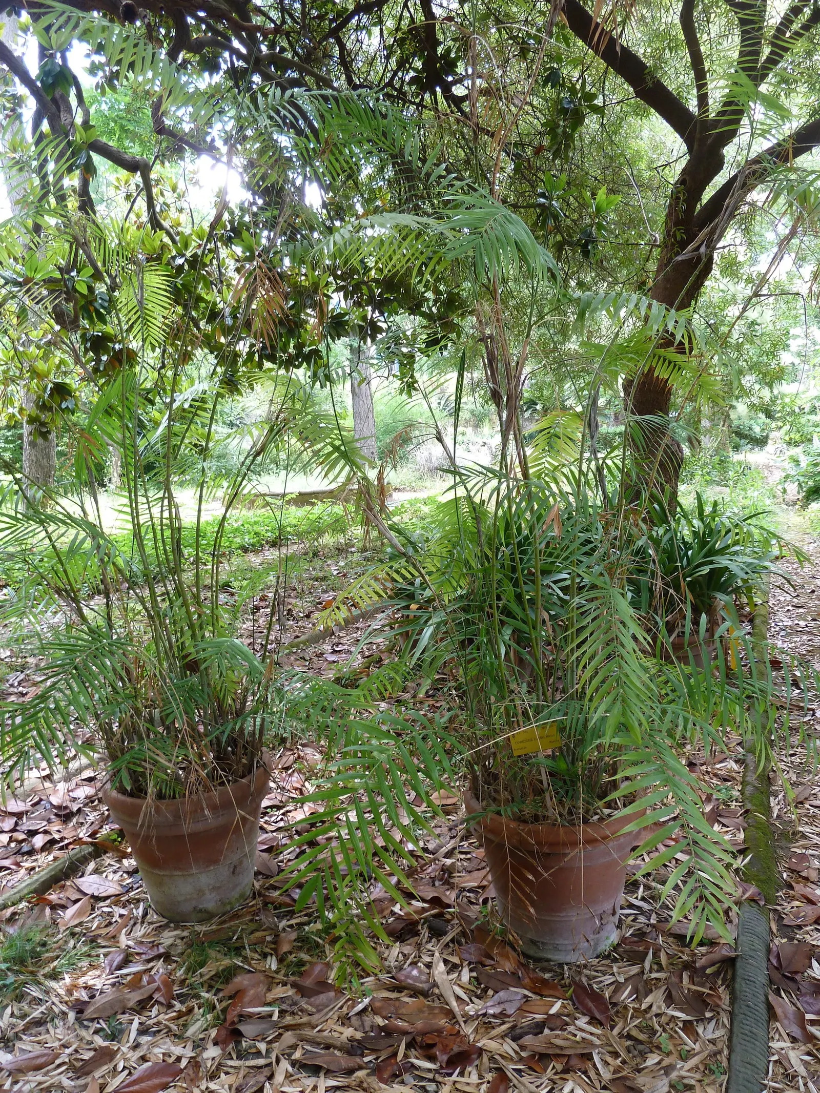 Parlor Palm (Chamaedorea Elegans) — the Parlor Palm has a fine-textured foliage that forms a dense