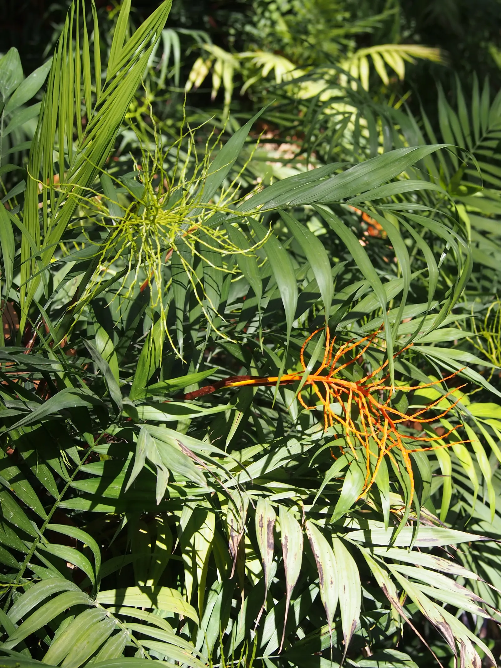 Parlor Palm (Chamaedorea Elegans) — Ideal for understory planting, it adds a tropical touch without overwhelming spaces; white flowers in the garden