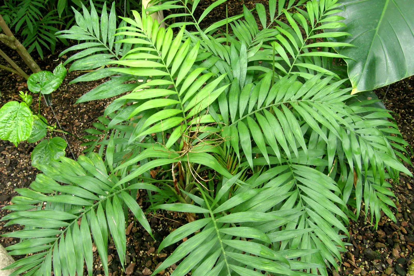 Parlor Palm (Chamaedorea Elegans) — perennial with white blooms