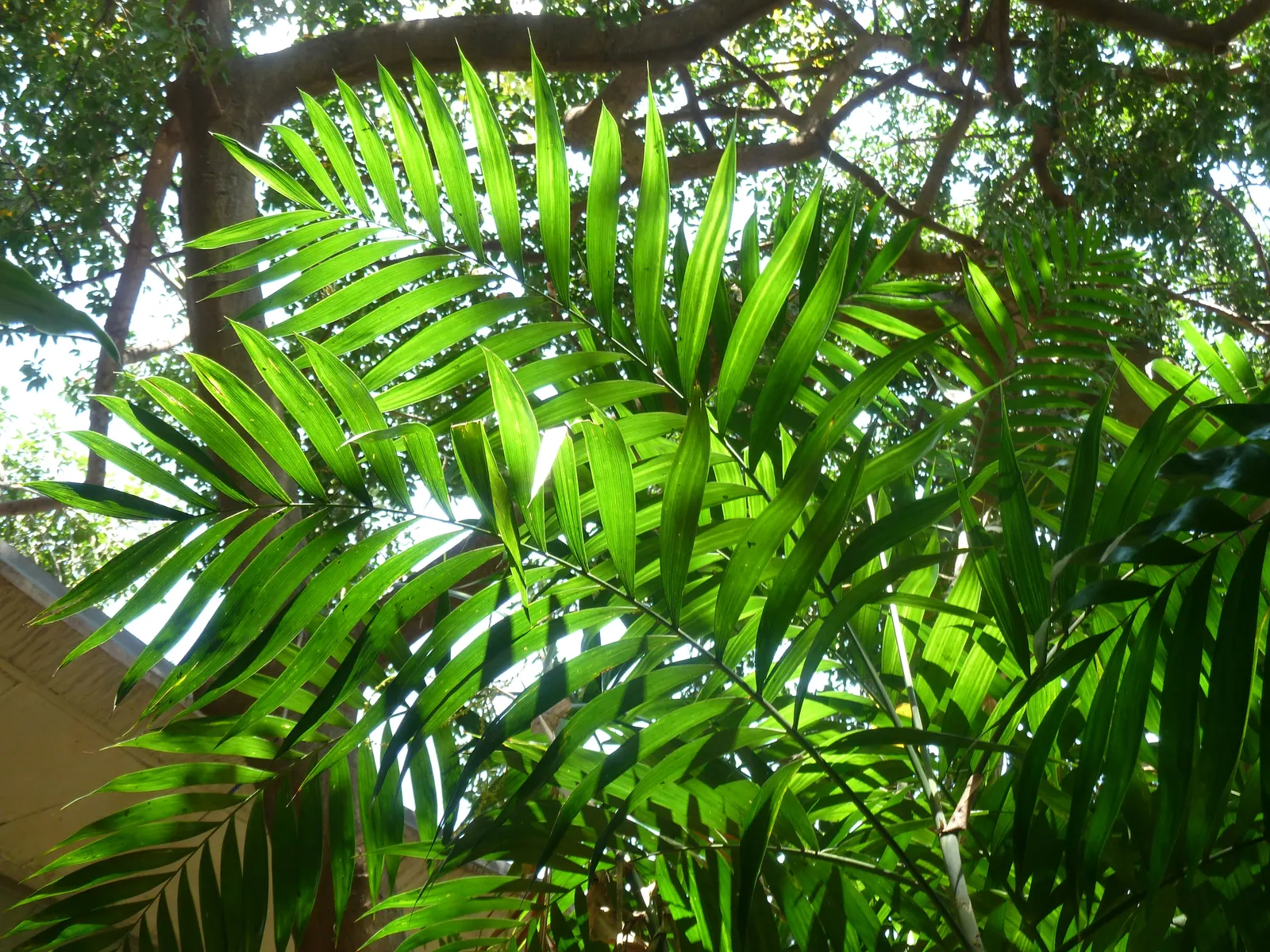 Parlor Palm (Chamaedorea Elegans) — Each frond is comprised of a series of lance-shaped leaflets, which can grow up to 8 inches long; it can grow up to 8 feet