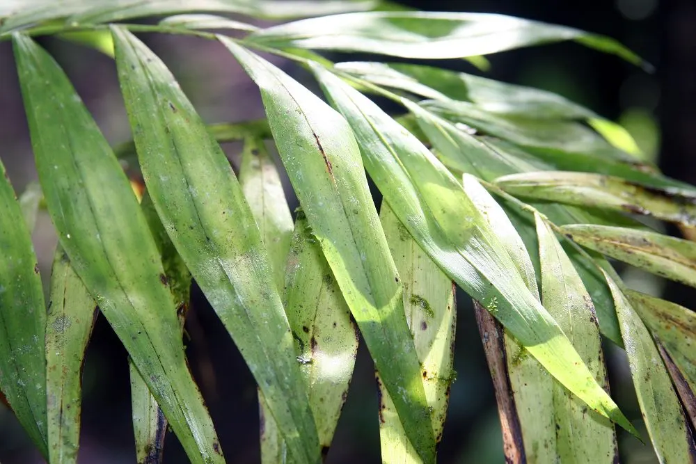 Parlor Palm (Chamaedorea Elegans) — with a spread of 2 to 3 feet