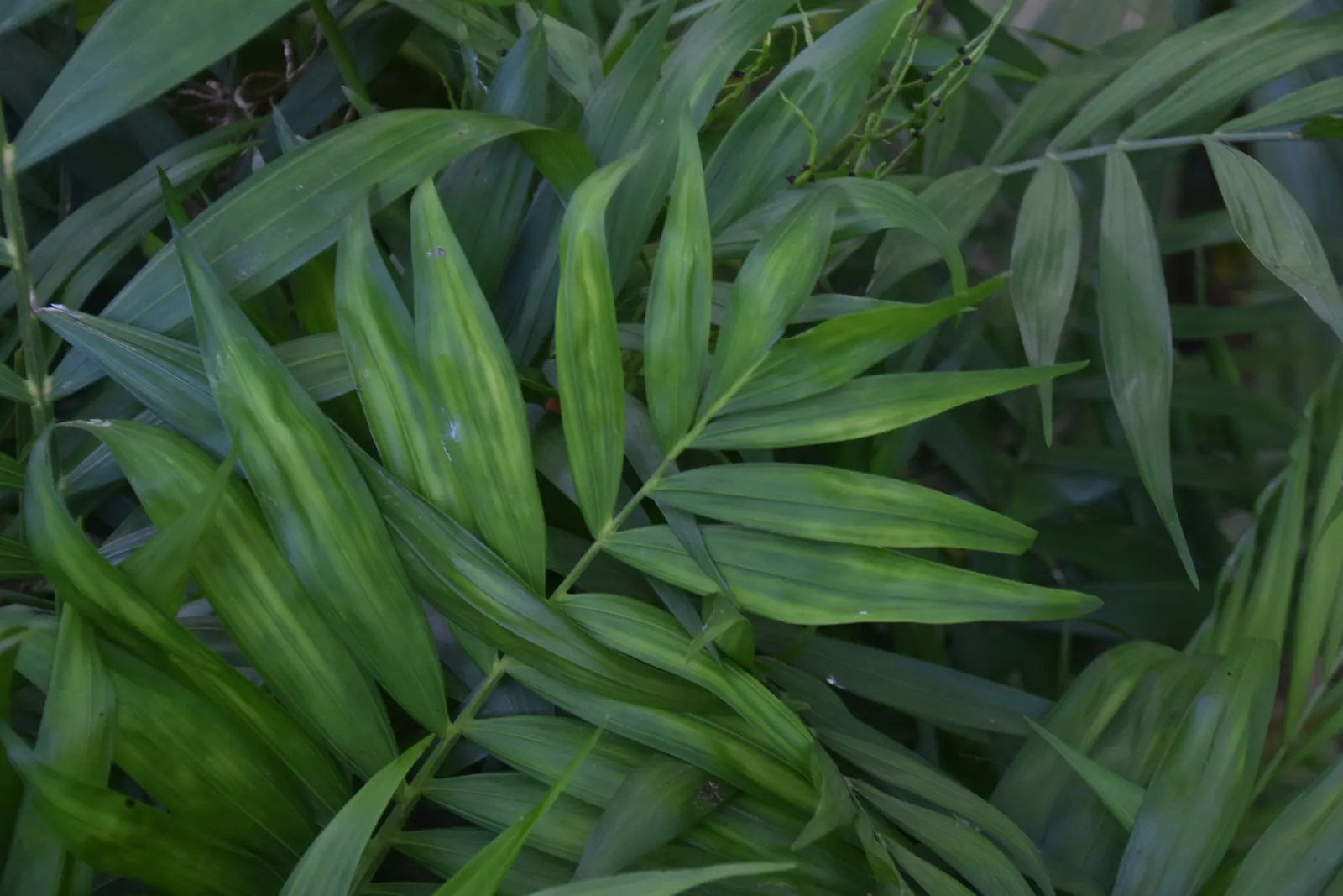 Parlor Palm (Chamaedorea Elegans) — Reaching an average height of 2-6 feet; it is essential to avoid overwatering