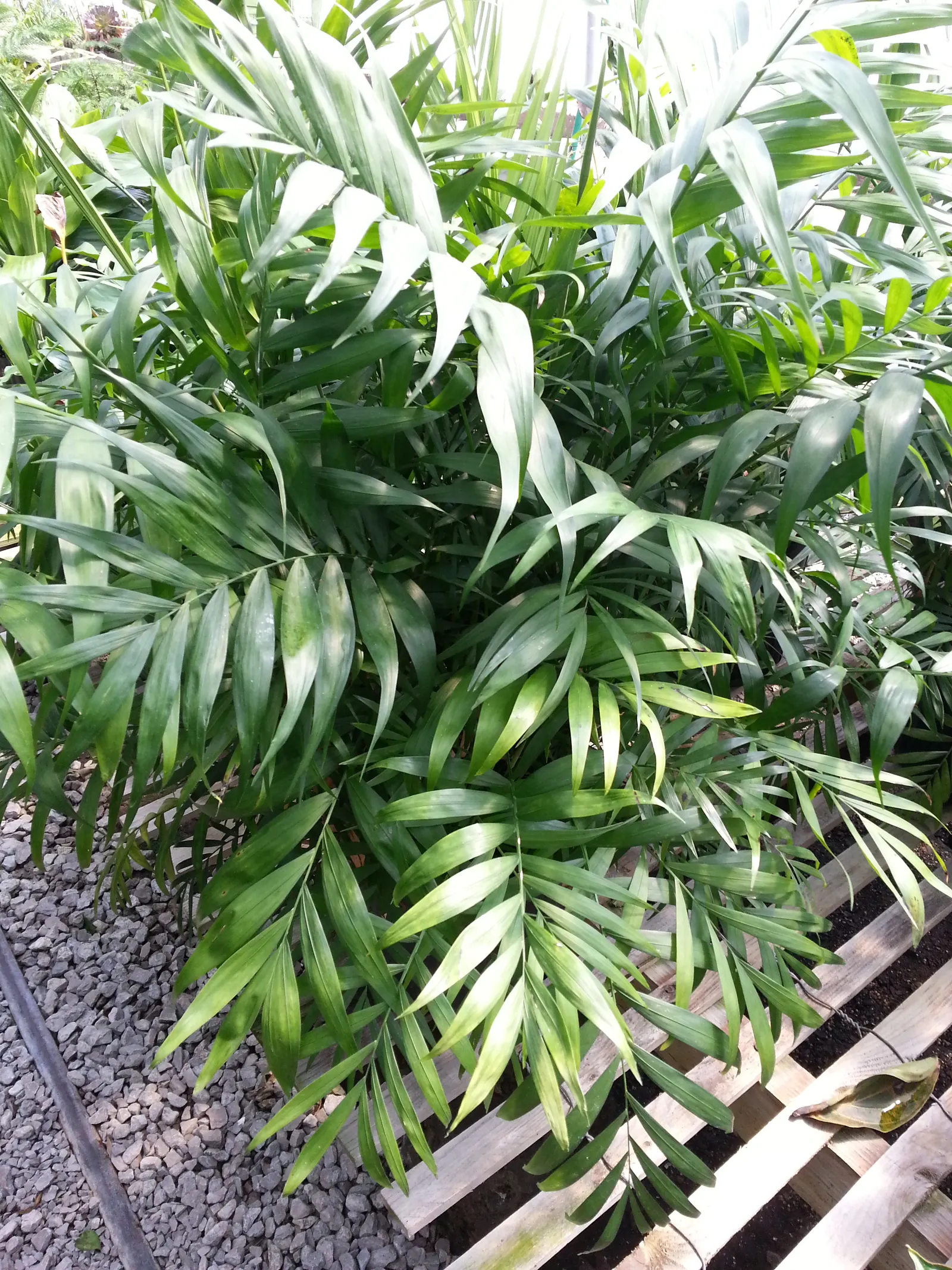 Parlor Palm (Chamaedorea Elegans) — favored for its adaptability and elegant appearance; cultivated palm originating from the rainforests of Mexico and