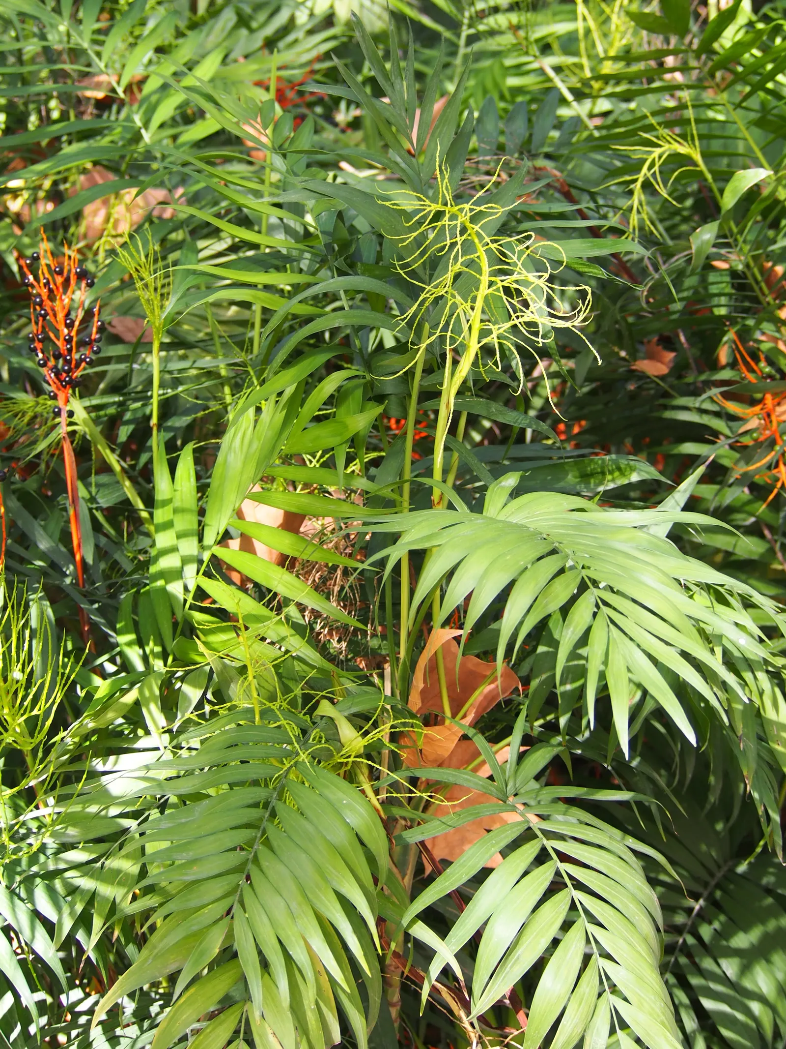 Parlor Palm (Chamaedorea Elegans) — it is essential to avoid overwatering; reaching an average height of 2-6 feet
