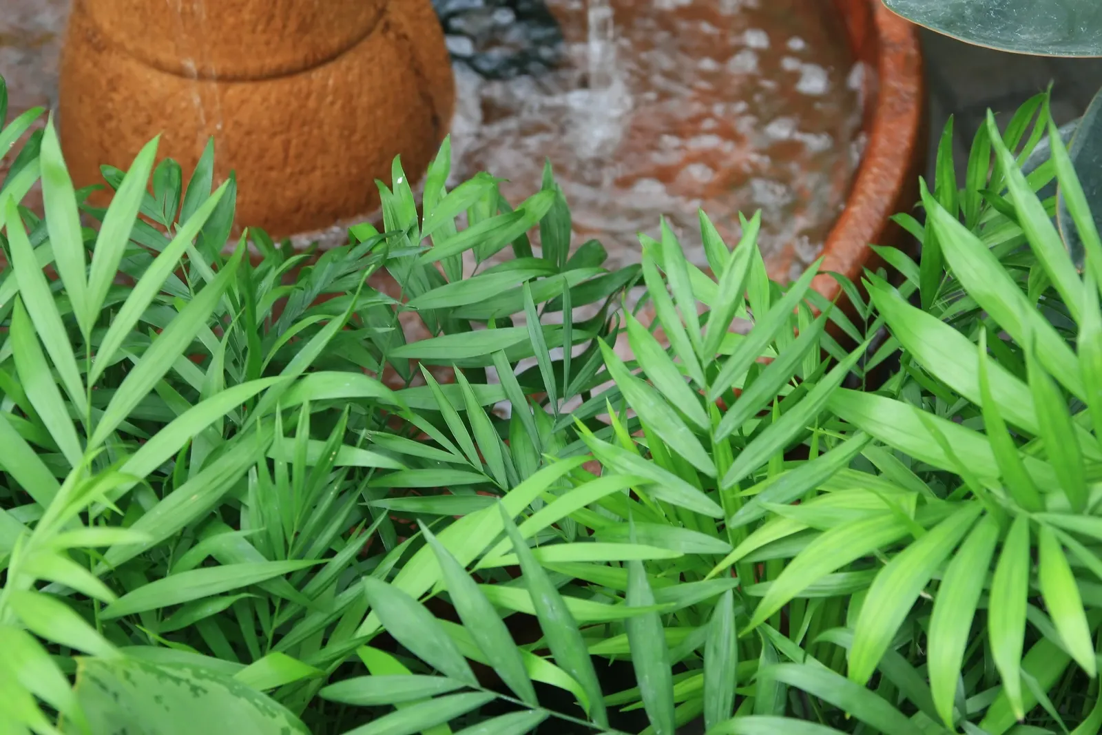 Parlor Palm (Chamaedorea Elegans) — Hardy in USDA zones 10 to 12