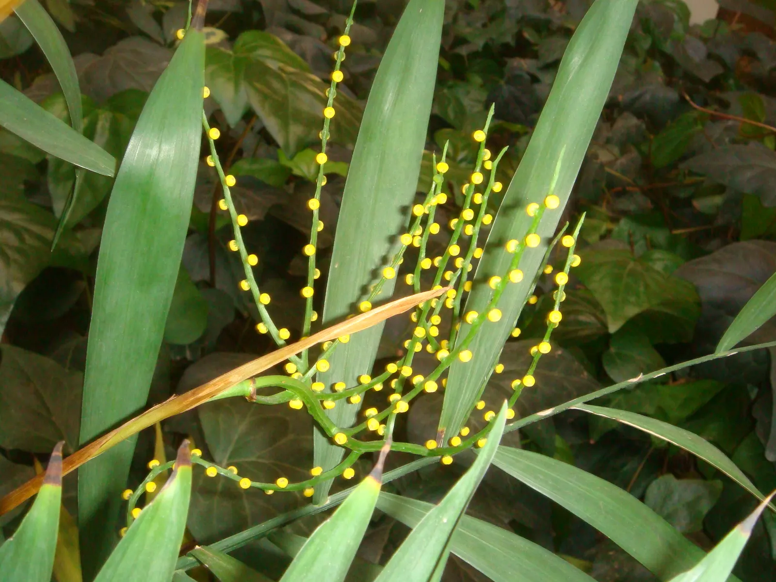 Parlor Palm (Chamaedorea Elegans) — it can grow up to 8 feet tall in optimal outdoor conditions; each frond is comprised of a series of, image 61