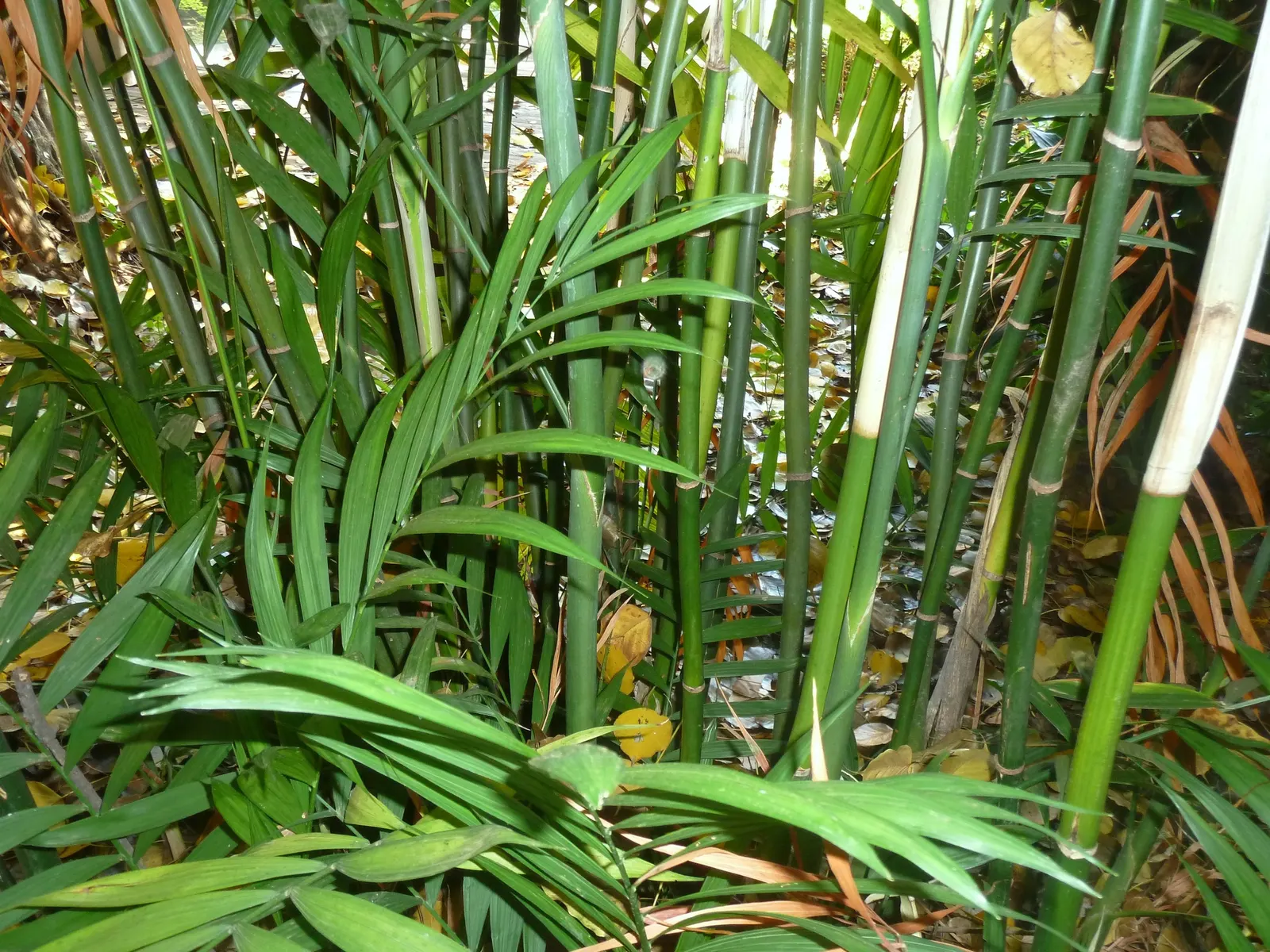 Parlor Palm (Chamaedorea Elegans) — adding to its suitability for residential landscapes where constant trimming is not desirable; this plant prefers a partly
