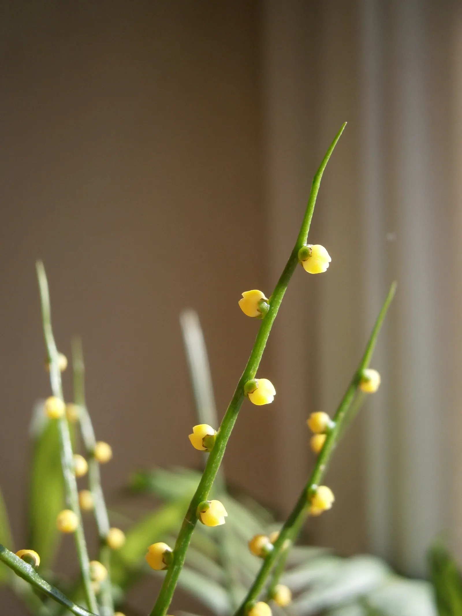 Parlor Palm (Chamaedorea Elegans) — it is essential to avoid overwatering