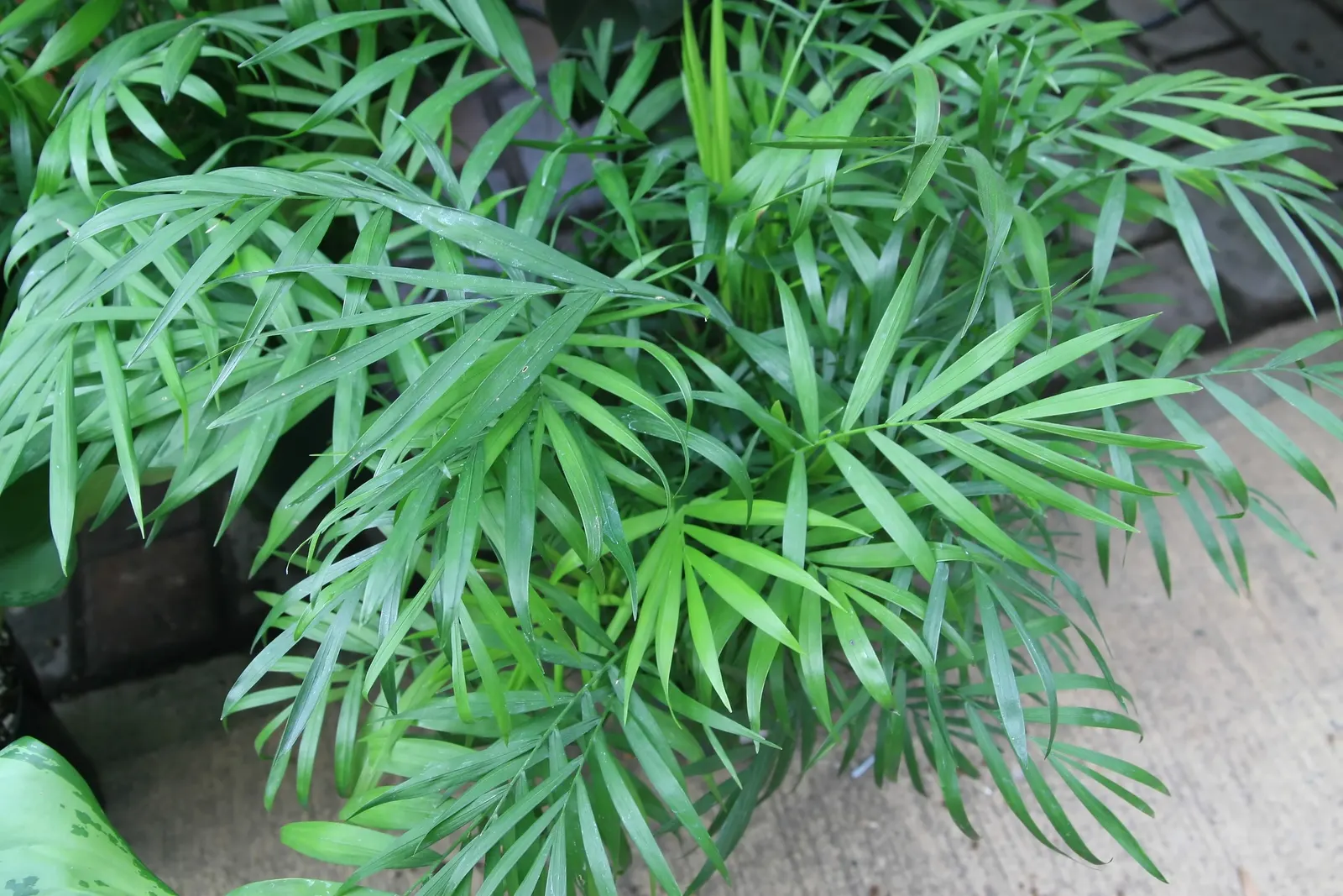 Parlor Palm (Chamaedorea Elegans) — Reaching an average height of 2-6 feet; it is essential to avoid overwatering, image 51