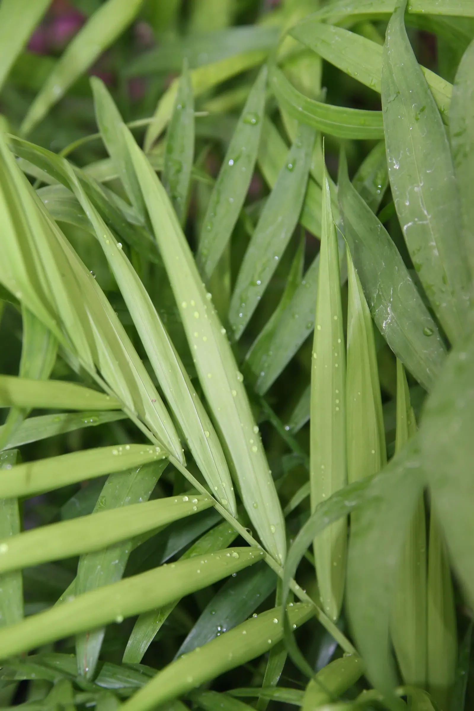 Parlor Palm (Chamaedorea Elegans) — It is a popular choice for both indoor and landscape features; as this can lead to root rot.<br><br>The Parlor, image 58