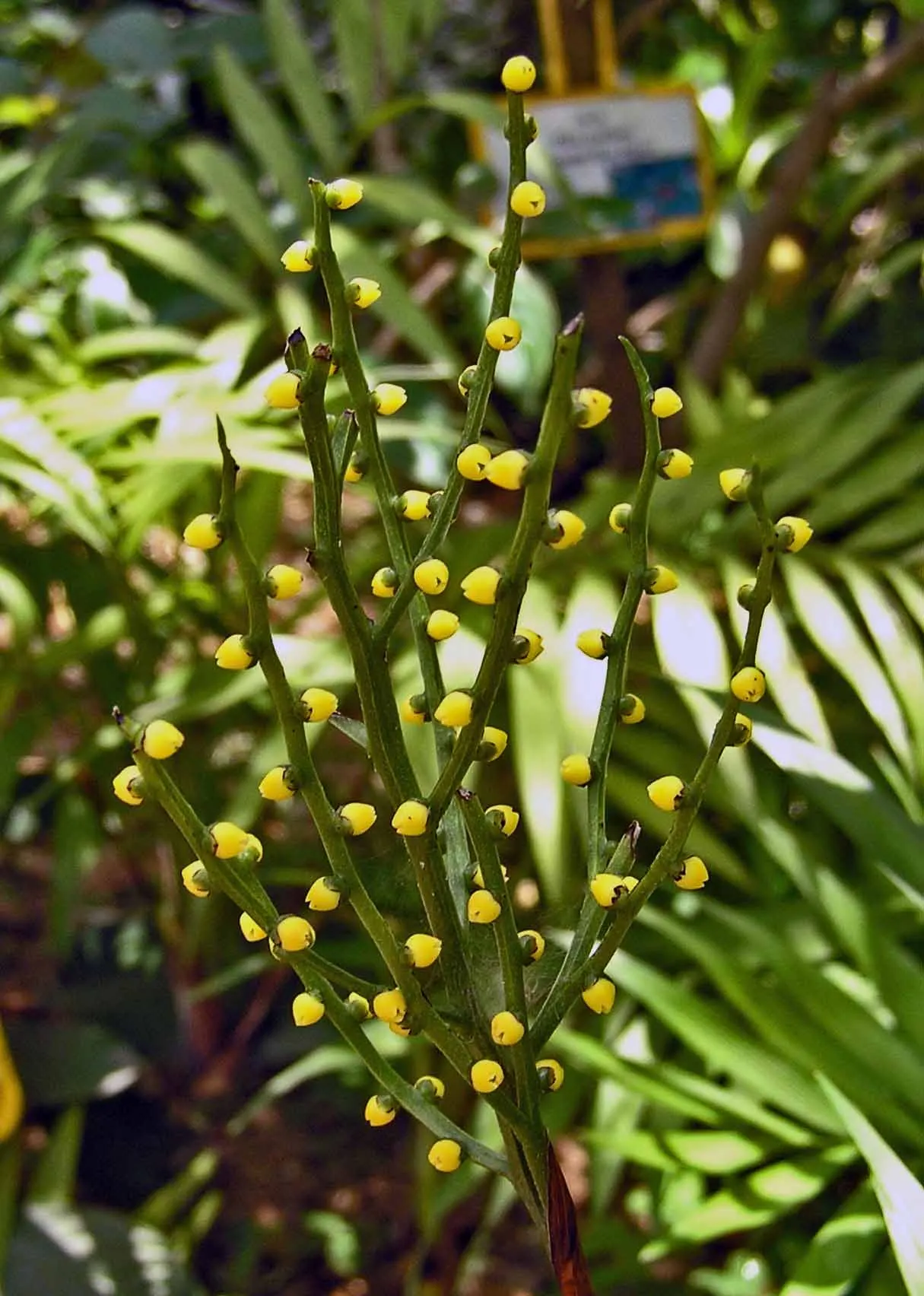 Parlor Palm (Chamaedorea Elegans) — cultivated palm originating from the rainforests of Mexico and Guatemala