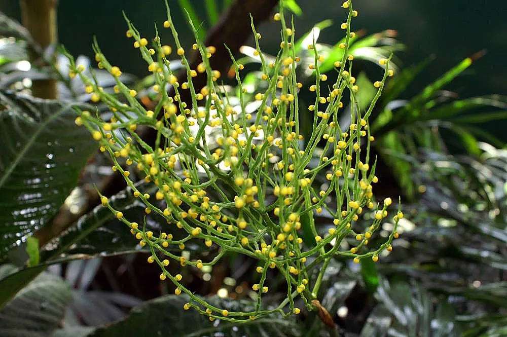 Parlor Palm (Chamaedorea Elegans) — It is a popular choice for both indoor and landscape features; as this can lead to root rot.<br><br>The Parlor Palm is a