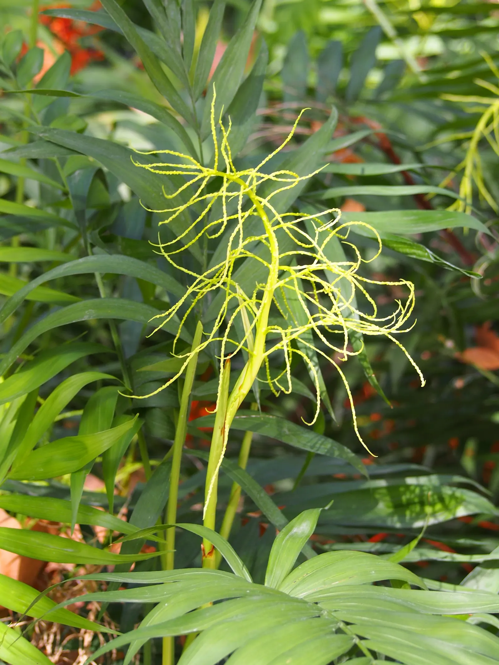 Parlor Palm (Chamaedorea Elegans) — it can grow up to 8 feet tall in optimal outdoor conditions