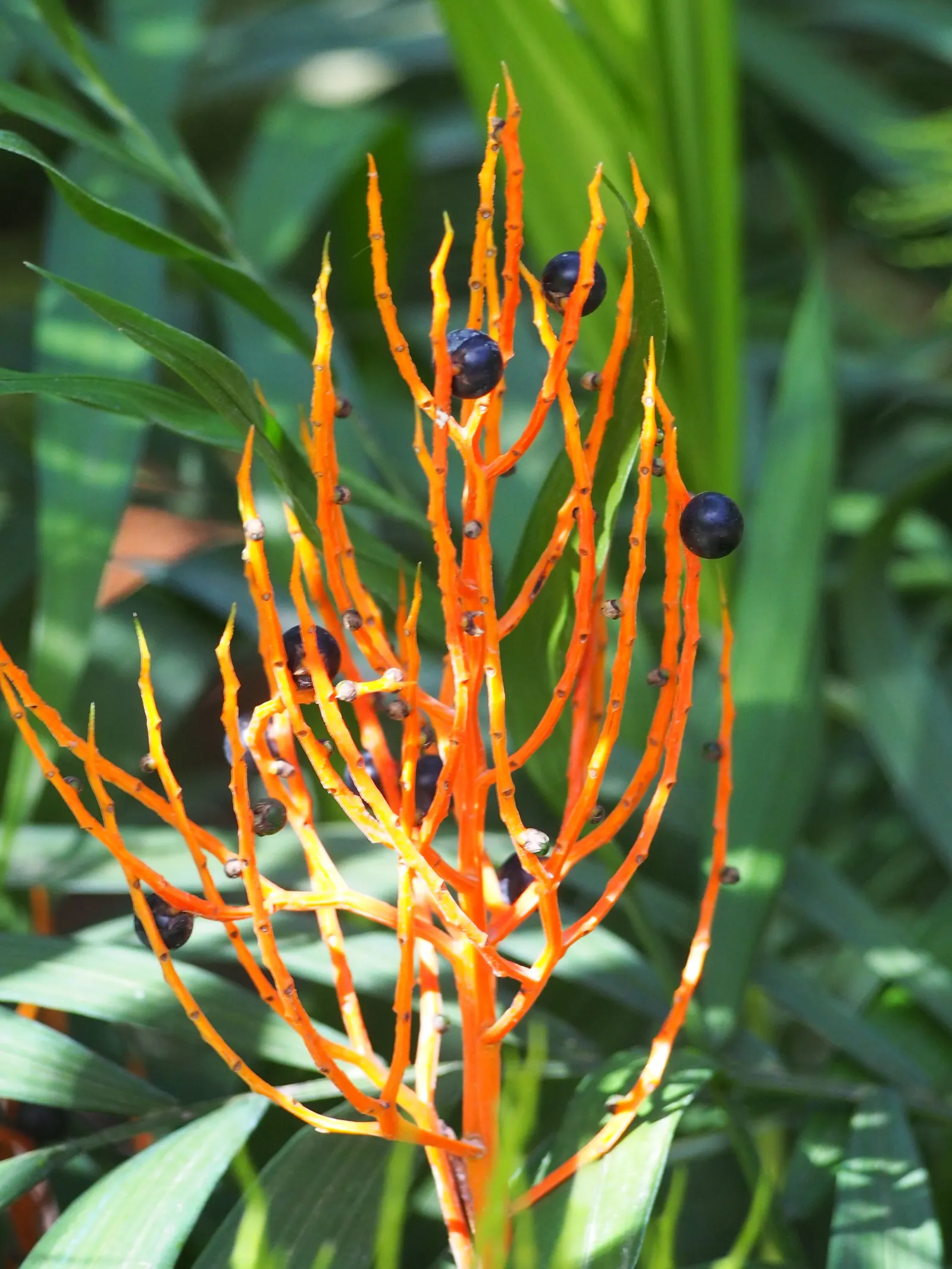 Parlor Palm (Chamaedorea Elegans) — It is a popular choice for both indoor and landscape features