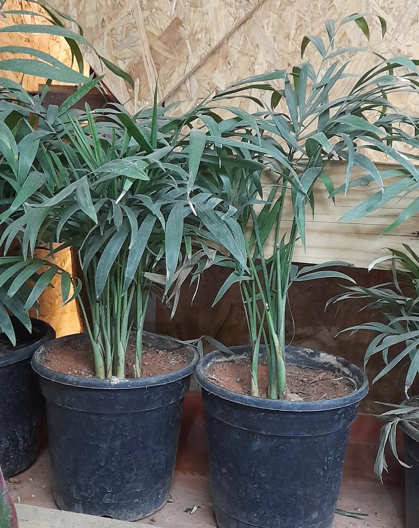 Parlor Palm (Chamaedorea Elegans) — It is also particularly noteworthy for its air-purifying qualities; perennial for deep shade or shade