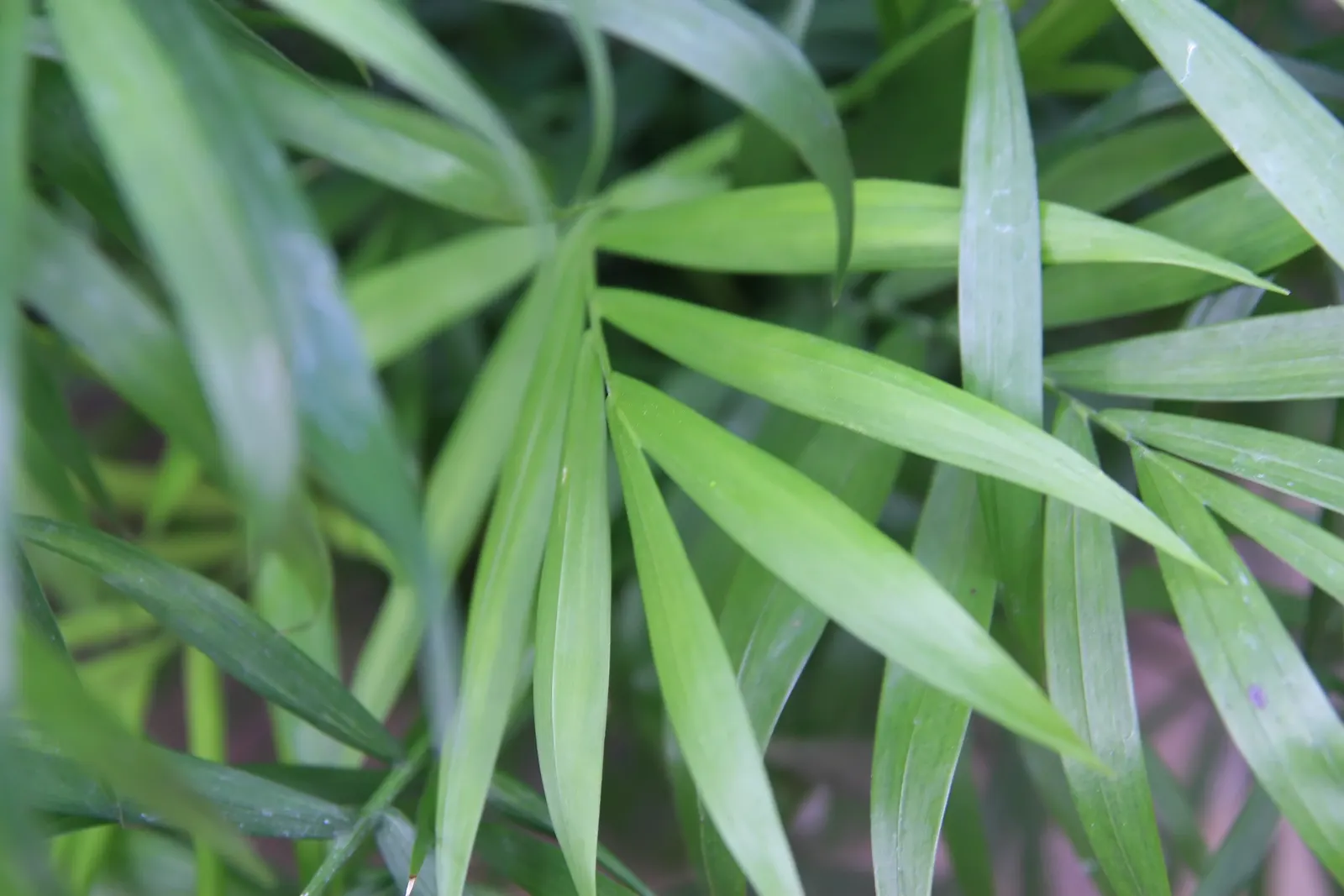 Parlor Palm (Chamaedorea Elegans) — the Parlor Palm has a fine-textured foliage that forms a dense; its delicate, feathery fronds spread out gracefully