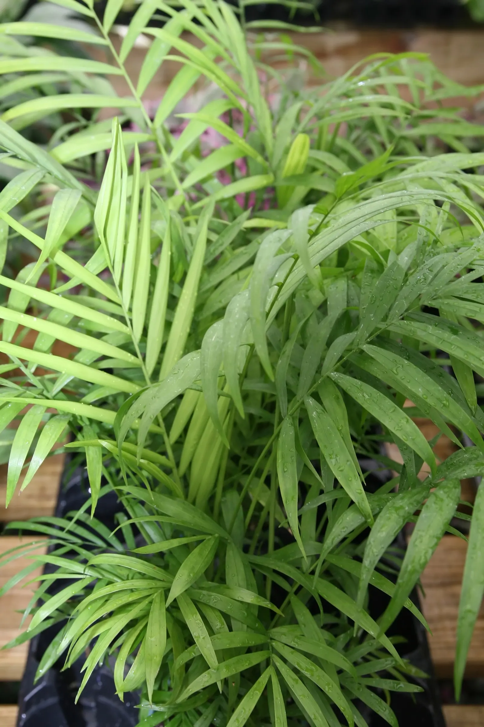 Parlor Palm (Chamaedorea Elegans) — making it a popular choice for interior design; hardy in USDA zones 10 to 12, image 53
