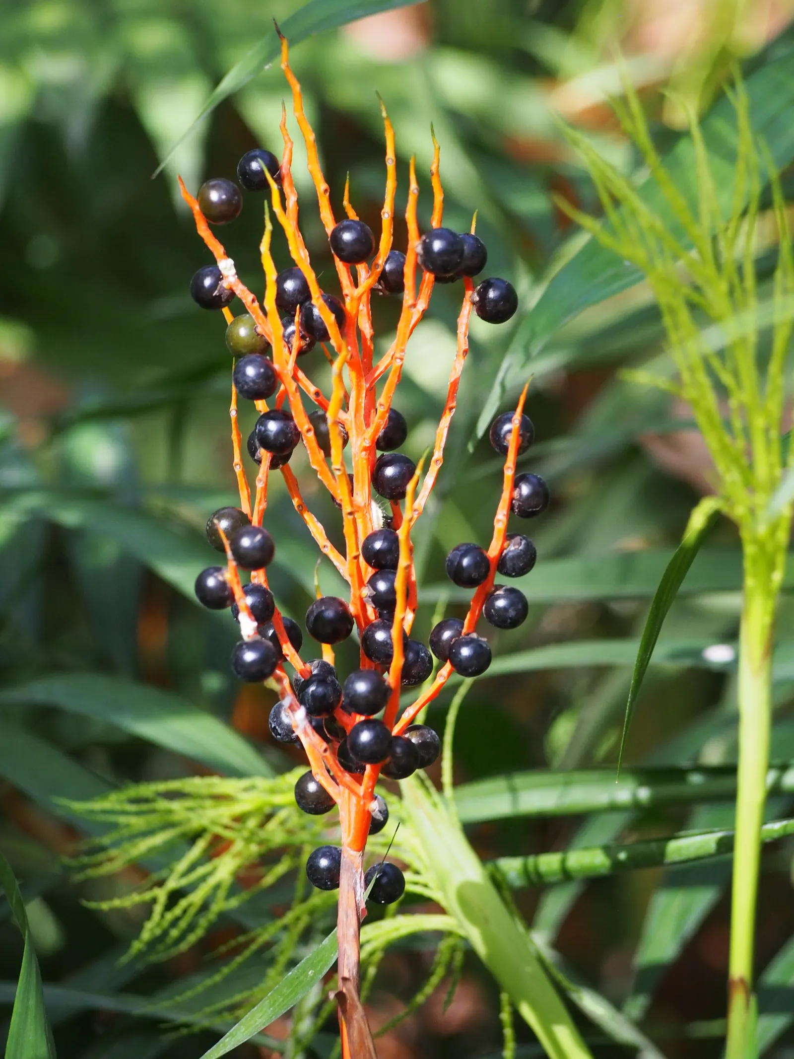 Parlor Palm (Chamaedorea Elegans) — with a spread of 2 to 3 feet; perennial with white blooms