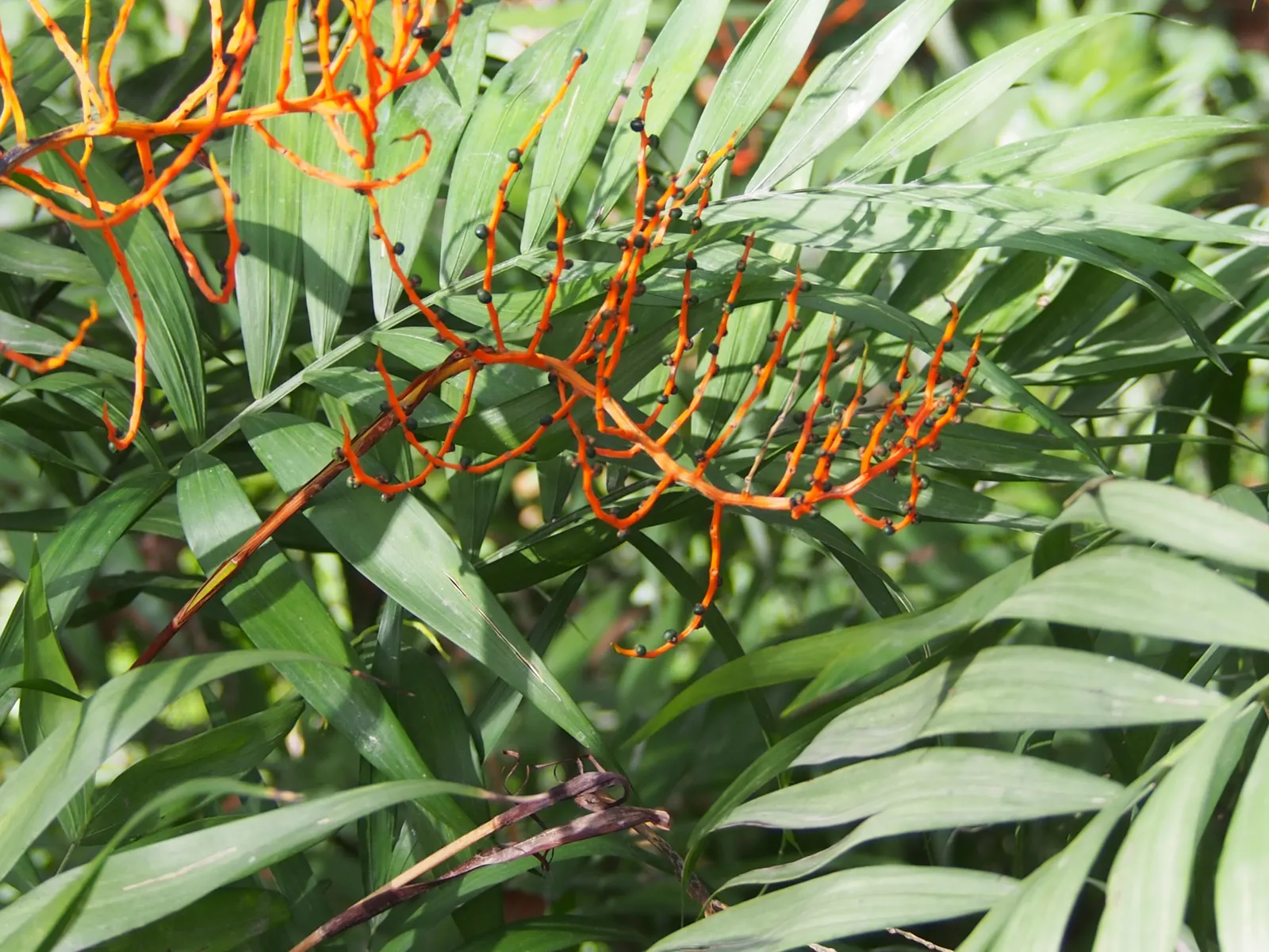 Parlor Palm (Chamaedorea Elegans) — Hardy in USDA zones 10 to 12; making it a popular choice for interior design, image 56