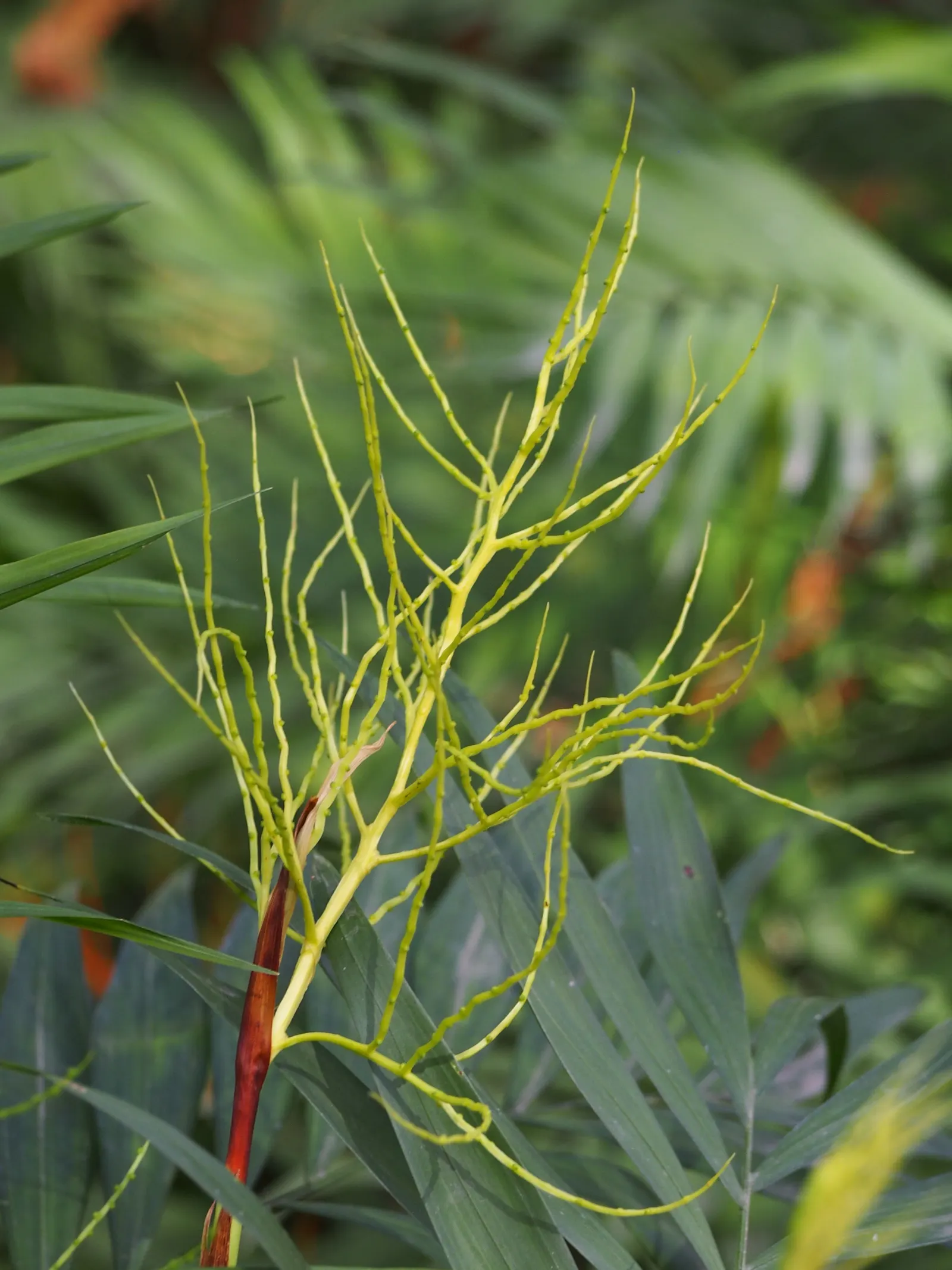 Parlor Palm (Chamaedorea Elegans) — This plant prefers a partly shaded location, away from direct sunlight, which can scorch its leaves