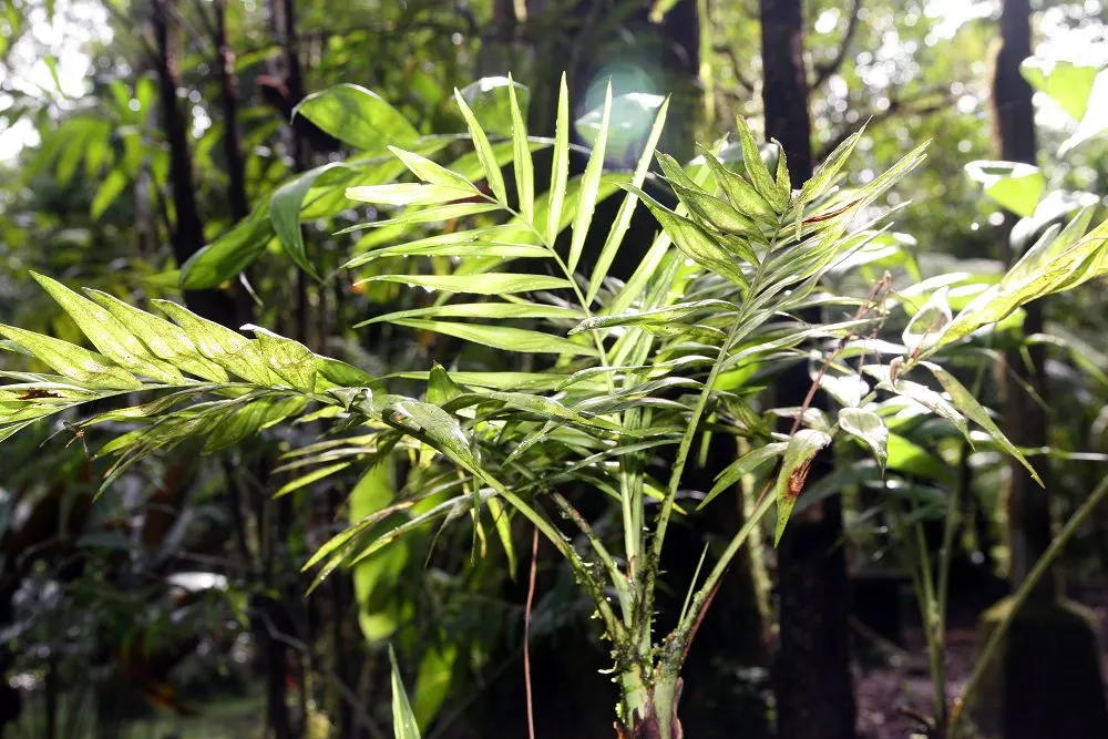 Parlor Palm (Chamaedorea Elegans) — it thrives in low-light indoor environments; the Parlor Palm (Chamaedorea elegans) is a petite