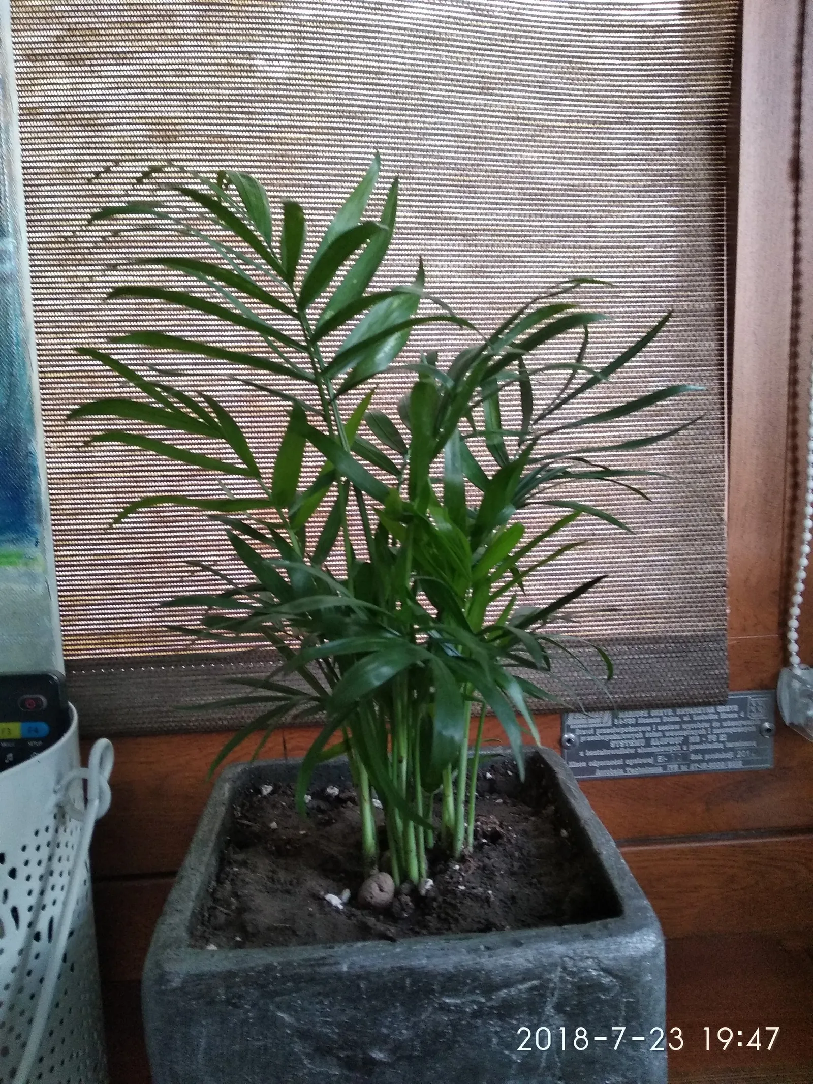 Parlor Palm (Chamaedorea Elegans) — as this can lead to root rot.<br><br>The Parlor Palm is a slow-growing species