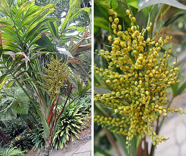 Parlor Palm (Chamaedorea Elegans) — cultivated palm originating from the rainforests of Mexico and Guatemala; favored for its adaptability and elegant
