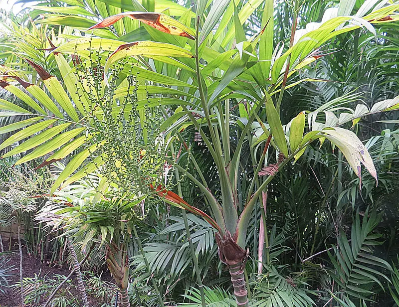 Parlor Palm (Chamaedorea Elegans) — The Parlor Palm (Chamaedorea elegans) is a petite; it thrives in low-light indoor environments, image 49