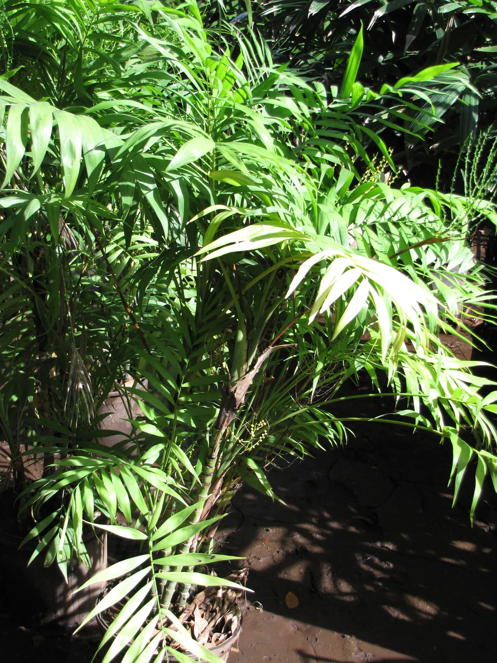 Parlor Palm (Chamaedorea Elegans) — Its delicate, feathery fronds spread out gracefully, requiring minimal care with moderate watering; the Parlor, image 54