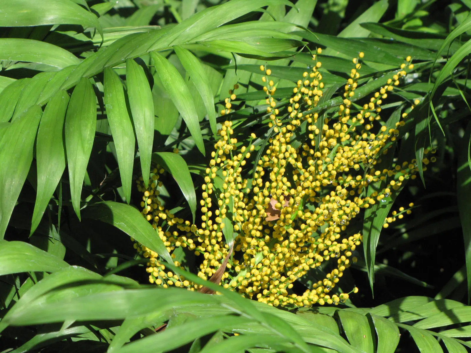 Parlor Palm (Chamaedorea Elegans) — favored for its adaptability and elegant appearance