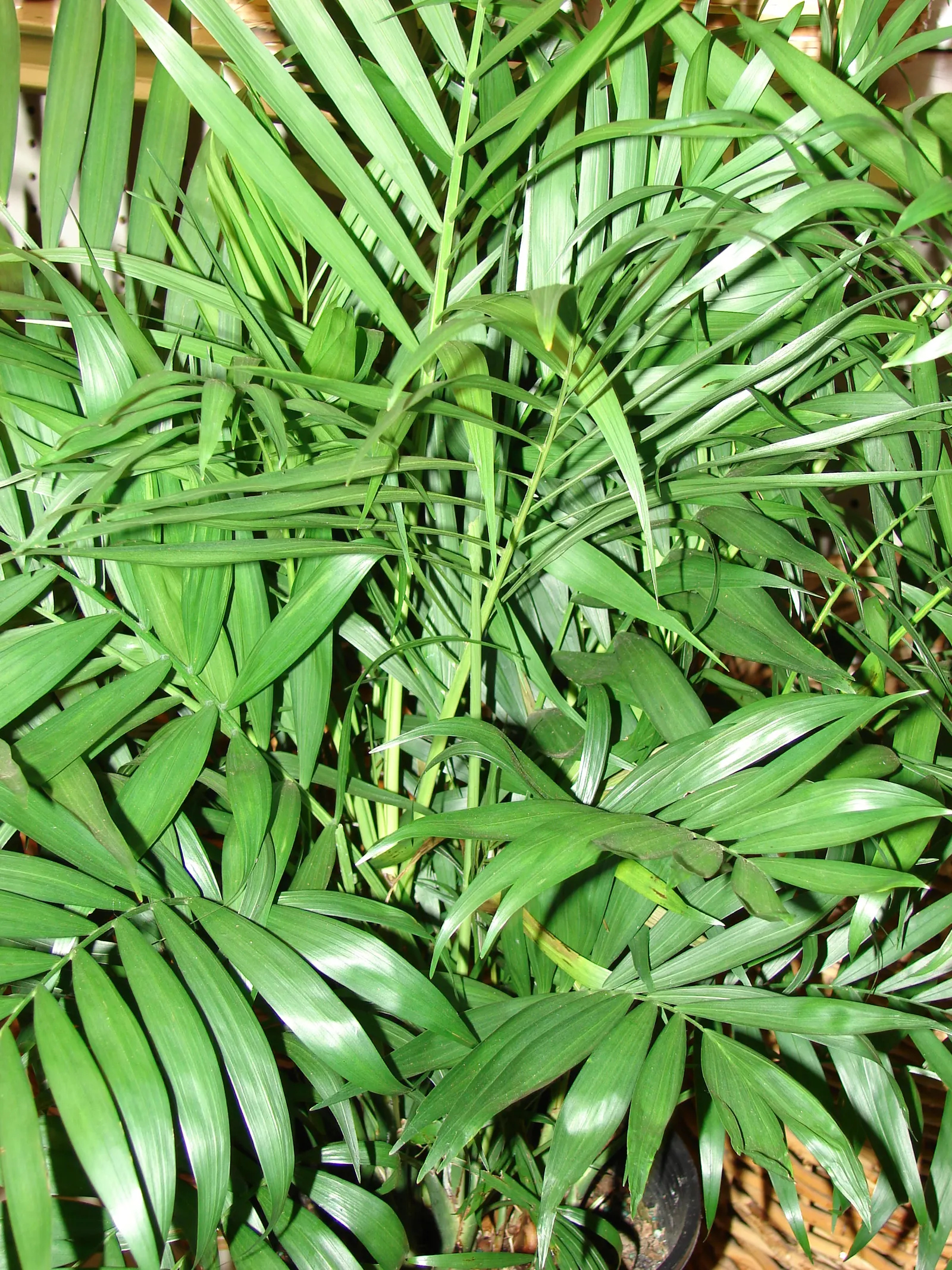 Parlor Palm (Chamaedorea Elegans) — Hardy in USDA zones 10 to 12; making it a popular choice for interior design