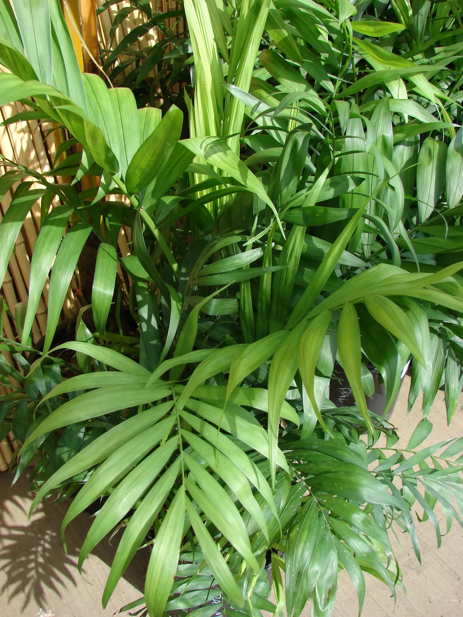 Parlor Palm (Chamaedorea Elegans) — it thrives in low-light indoor environments