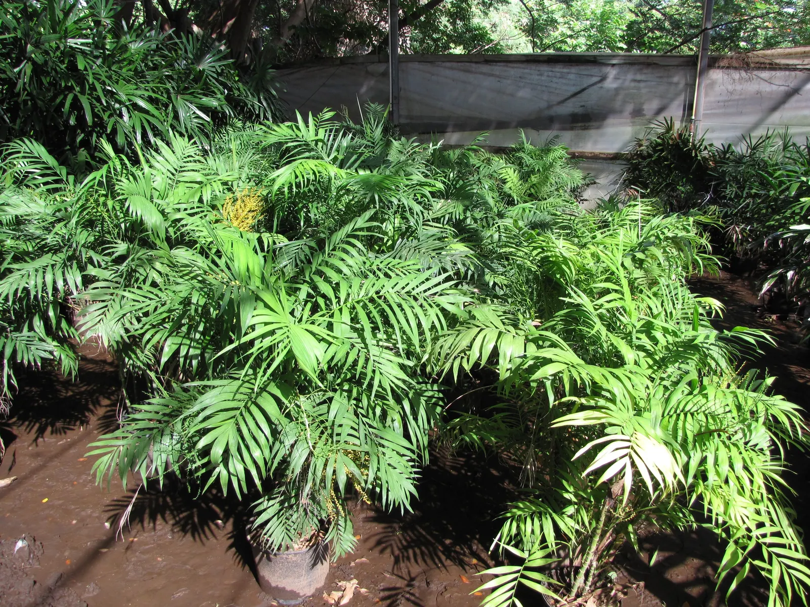 Parlor Palm (Chamaedorea Elegans) — making it a popular choice for interior design