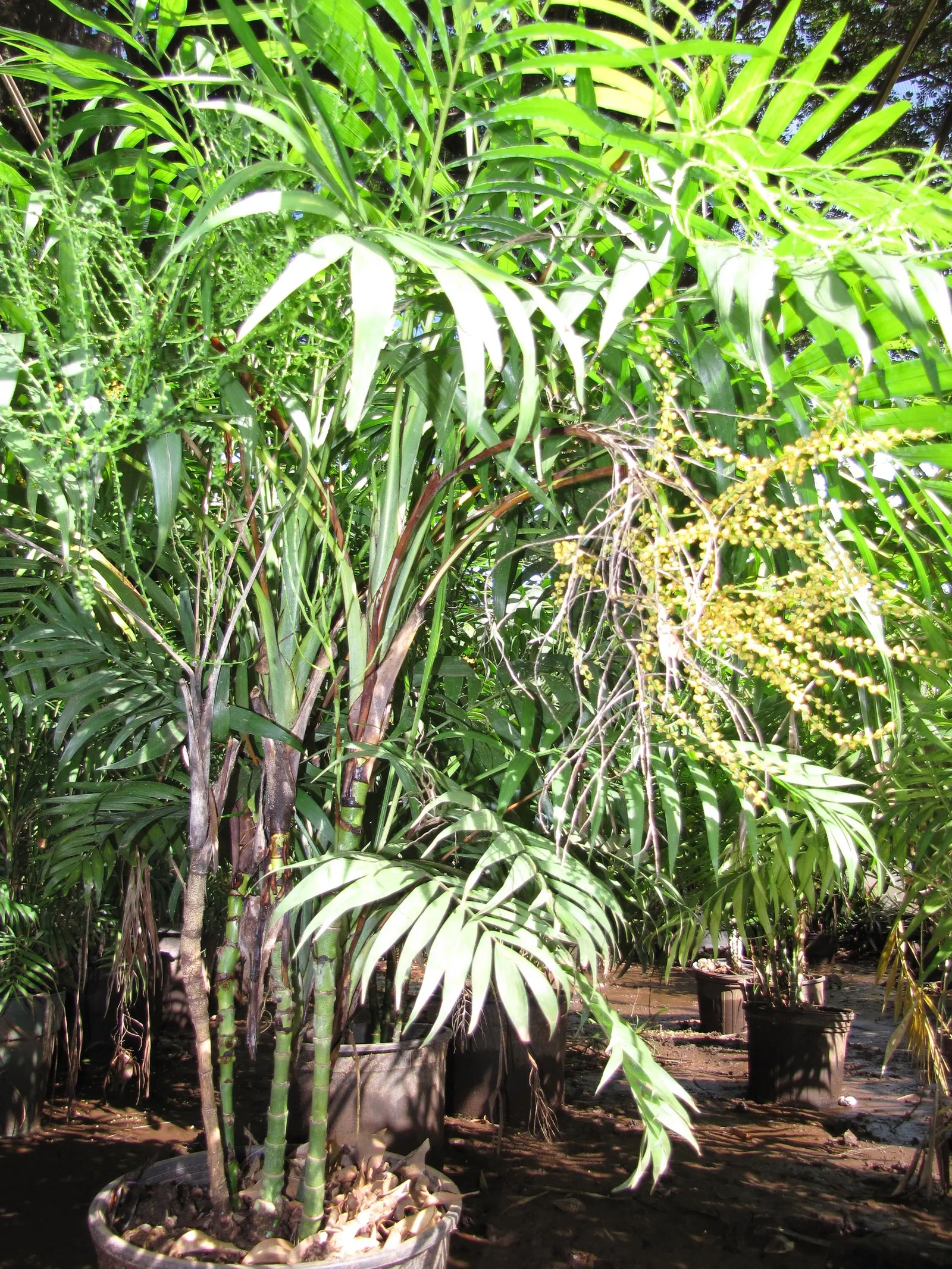 Parlor Palm (Chamaedorea Elegans) — This palm typically reaches a height of 2 to 6 feet when cultivated indoors; however; tropical palm indigenous to the