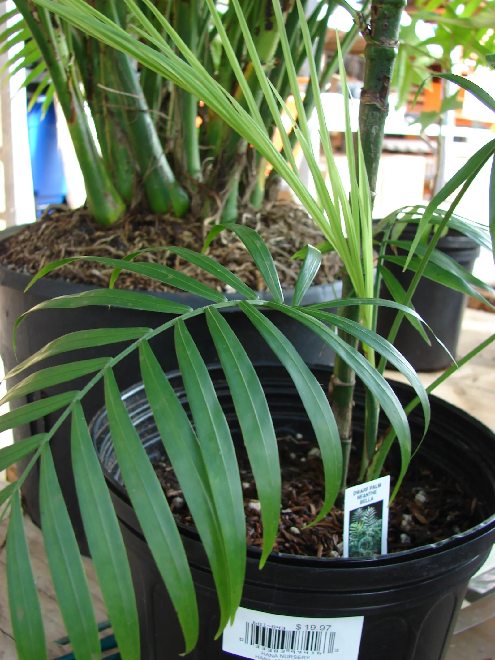 Parlor Palm (Chamaedorea Elegans) — favored for its adaptability and elegant appearance; cultivated palm originating from the rainforests of Mexico, image 59
