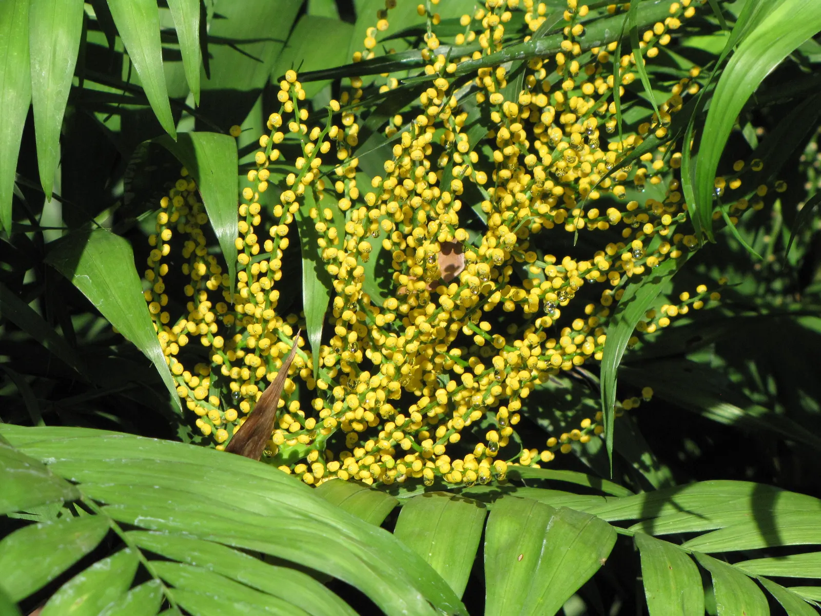 Parlor Palm (Chamaedorea Elegans) — Each frond is comprised of a series of lance-shaped leaflets, which can grow up to 8 inches long
