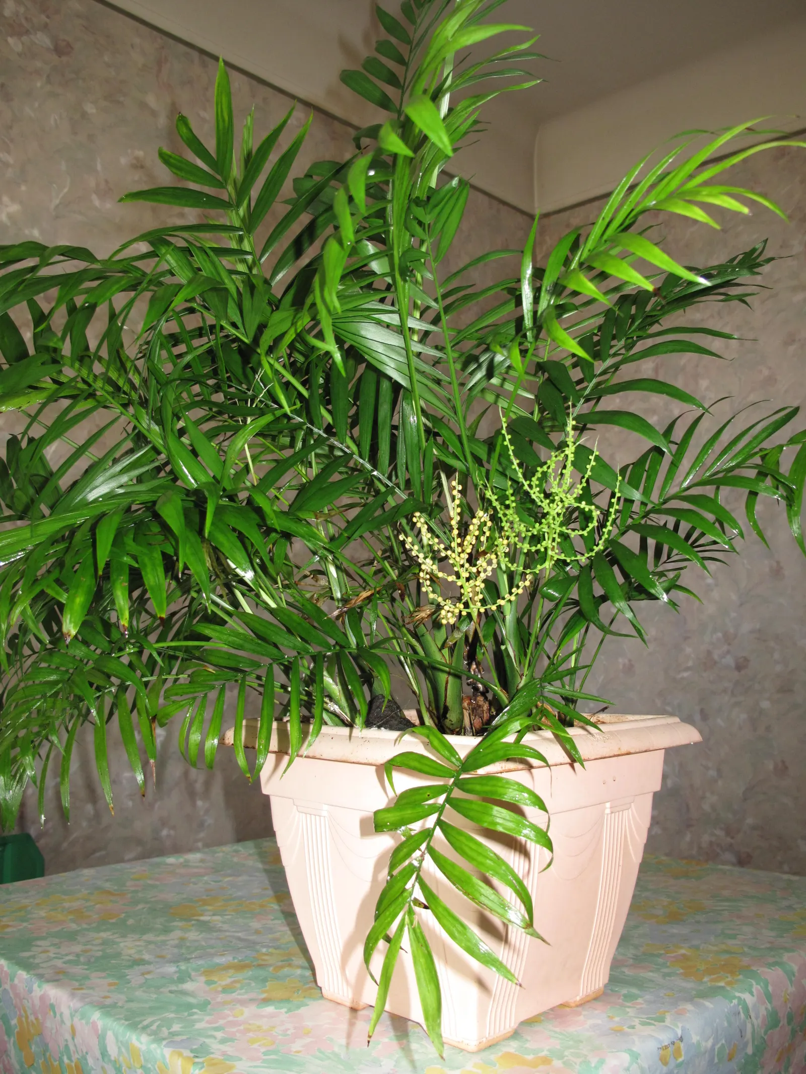 Parlor Palm (Chamaedorea Elegans) — it can grow up to 8 feet tall in optimal outdoor conditions; each frond is comprised of a series of lance-shaped leaflets