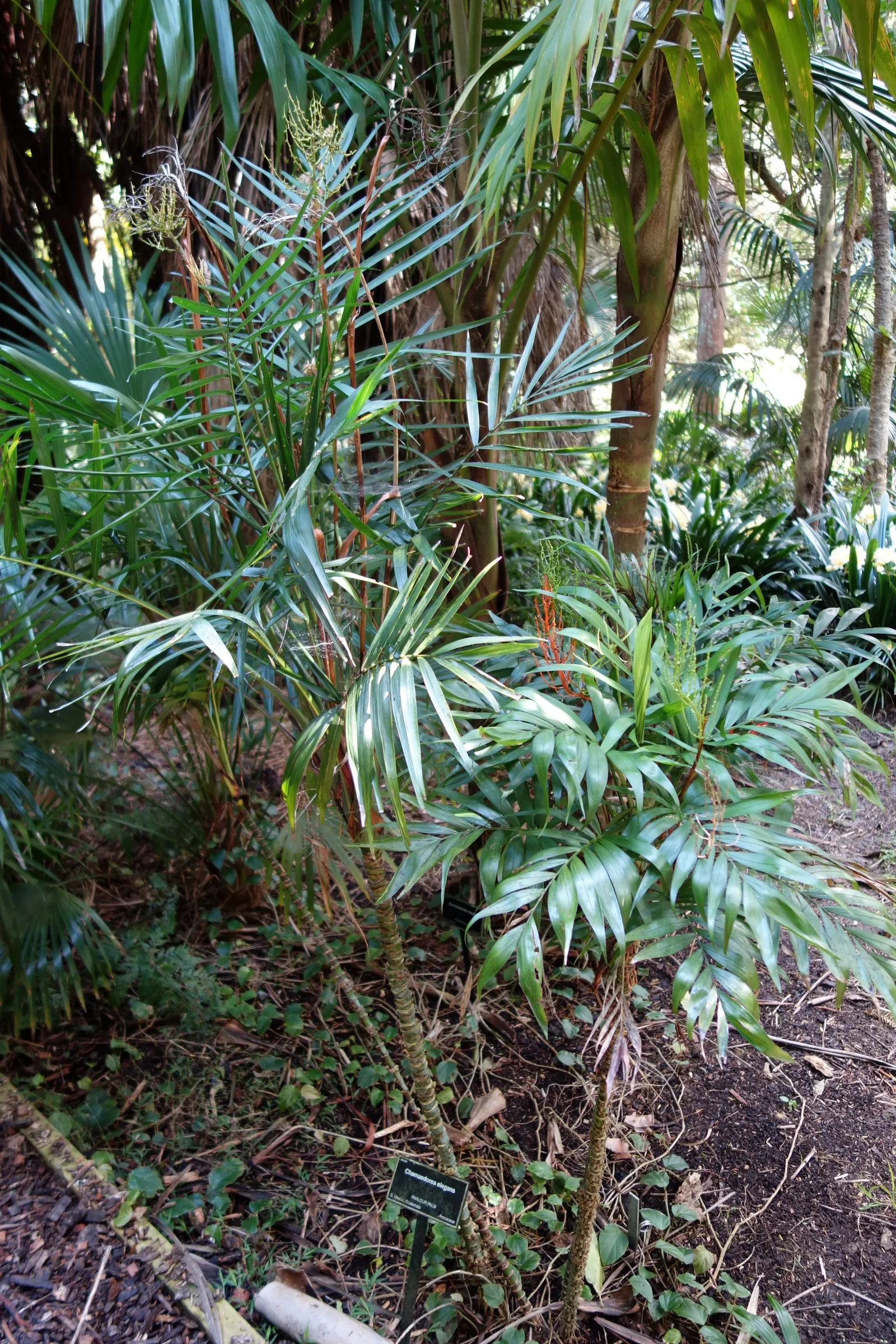 Parlor Palm (Chamaedorea Elegans) — making it a popular choice for interior design; hardy in USDA zones 10 to 12