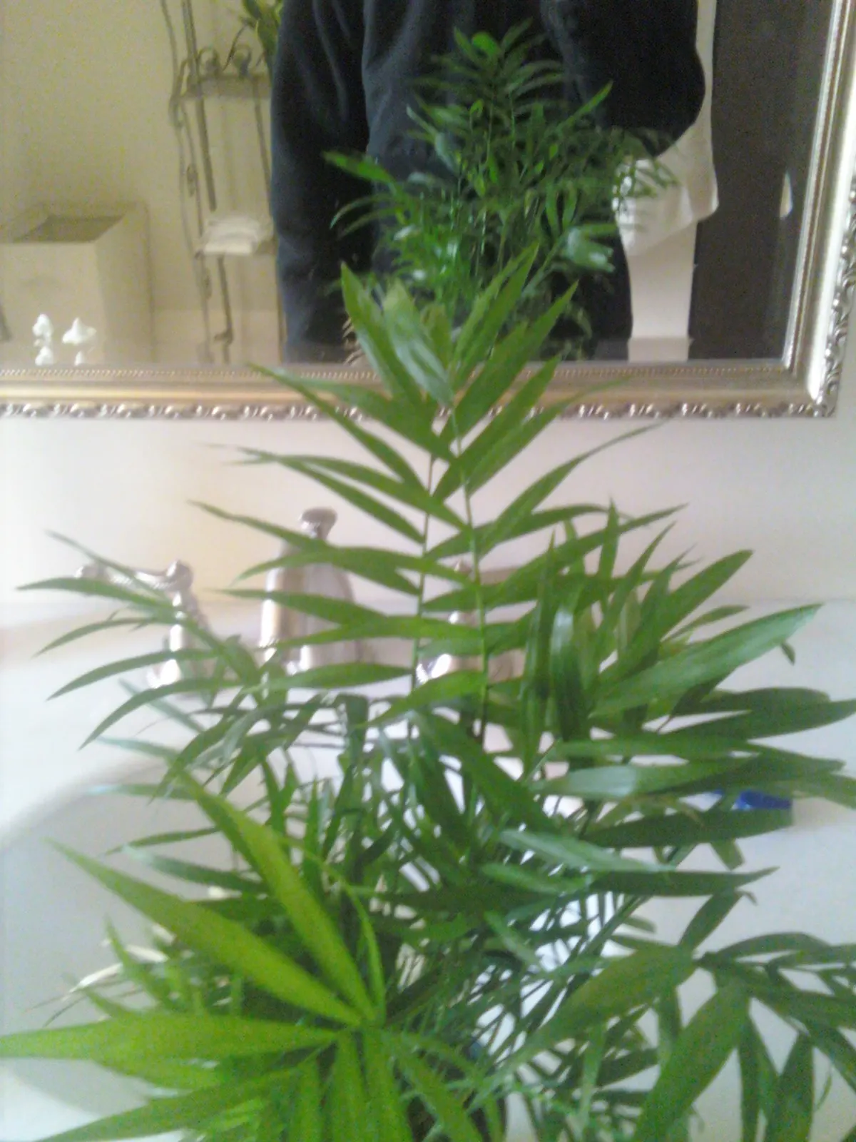 Parlor Palm (Chamaedorea Elegans) — This palm typically reaches a height of 2 to 6 feet when cultivated indoors; however; tropical palm indigenous, image 60