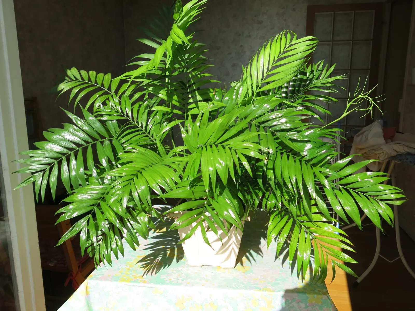 Parlor Palm (Chamaedorea Elegans) — adding to its suitability for residential landscapes where constant trimming is not desirable