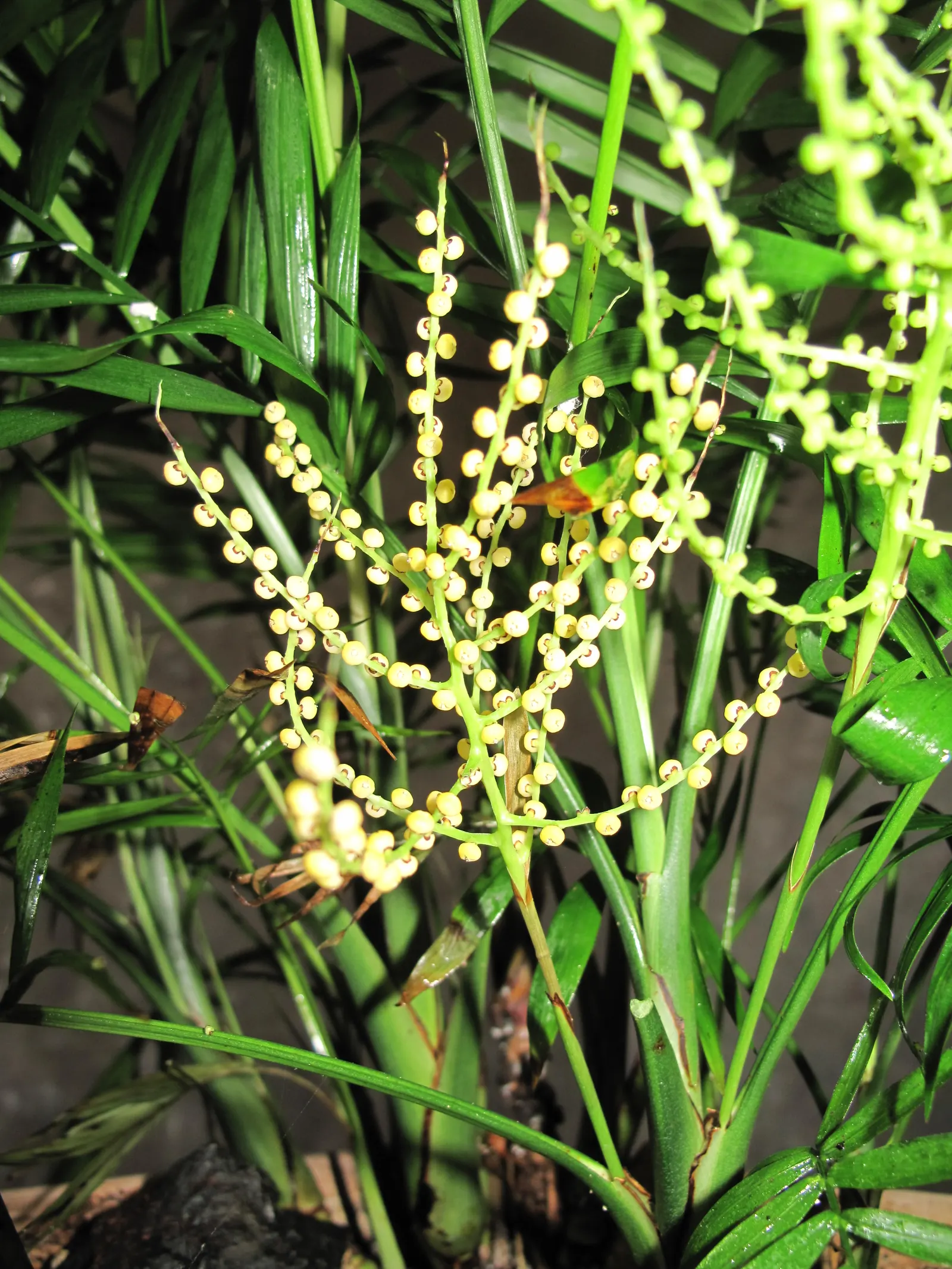 Parlor Palm (Chamaedorea Elegans) — perennial for deep shade or shade